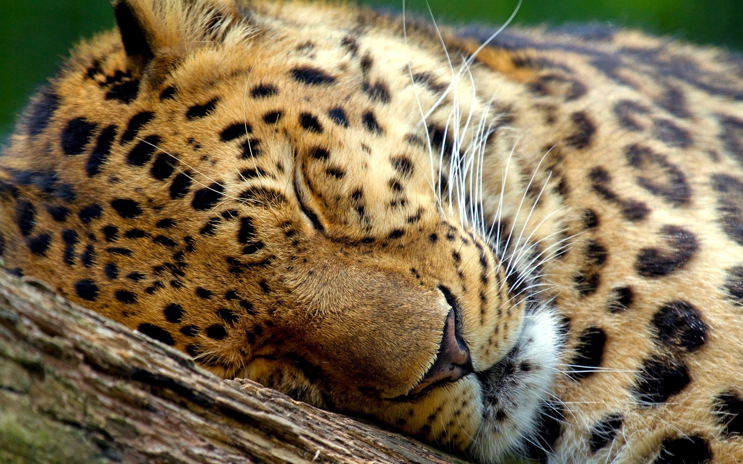 animals, leopard, muzzle, eyes, sleep, dream Full HD