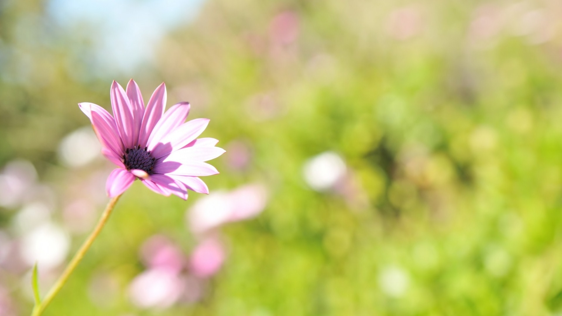 Descarga gratuita de fondo de pantalla para móvil de Flores, Flor, Tierra/naturaleza.