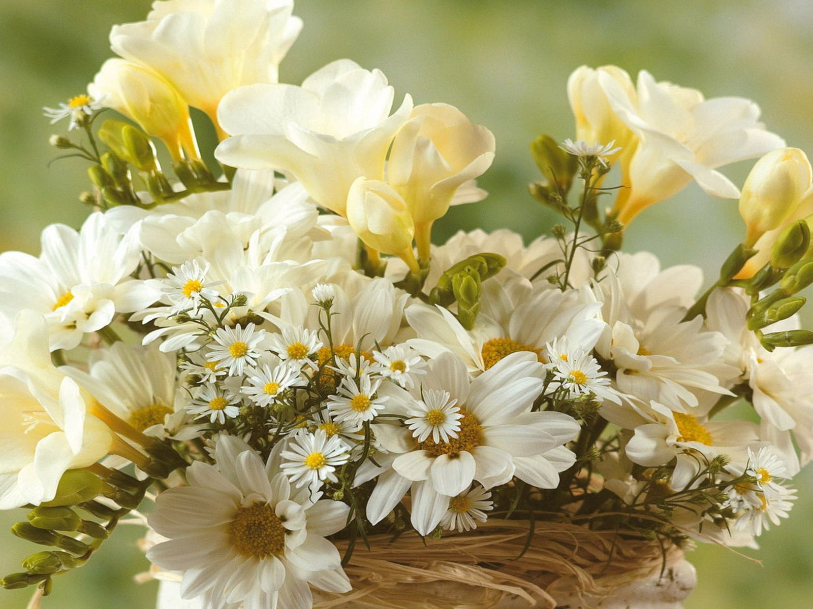 Laden Sie das Kamille, Strauß, Bouquet, Schneewittchen, Blumen-Bild kostenlos auf Ihren PC-Desktop herunter