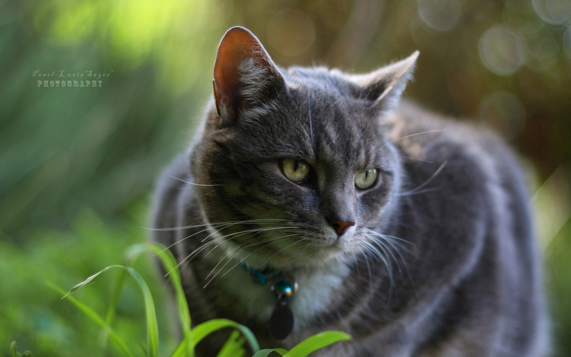 Download mobile wallpaper Collar, Grass, Animals, Cat for free.