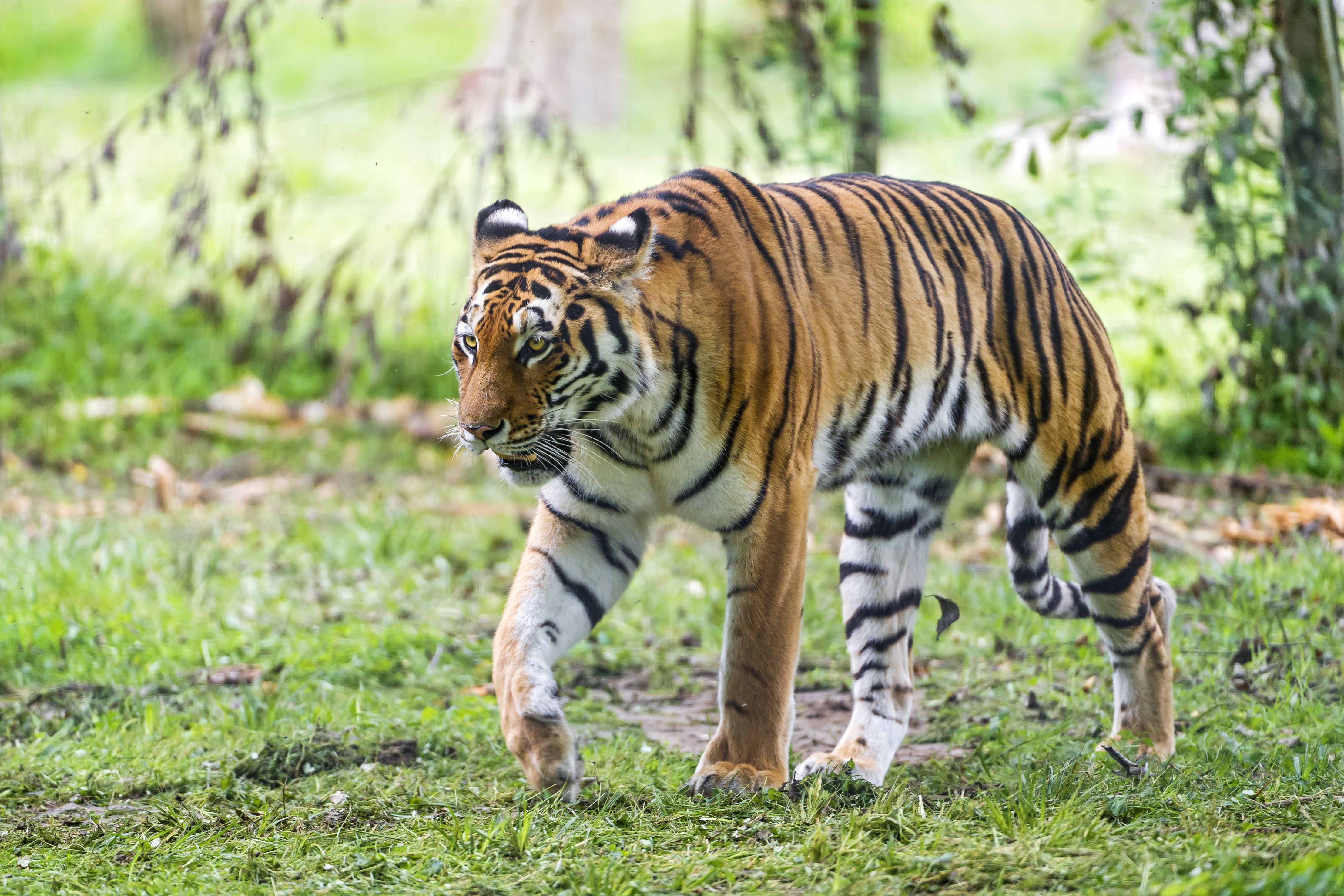 Descarga gratuita de fondo de pantalla para móvil de Gatos, Animales, Tigre.