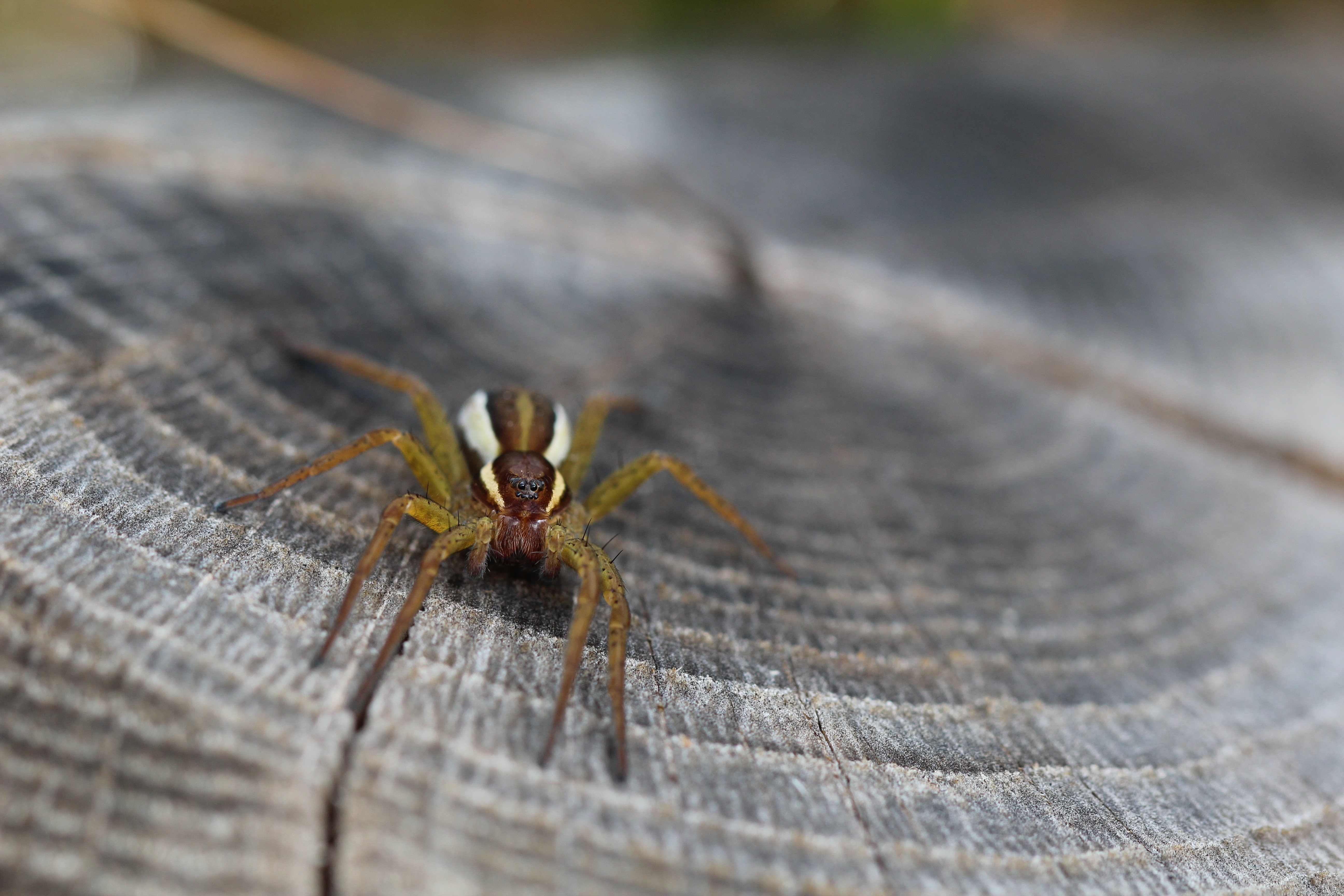 Download mobile wallpaper Spider, Macro, Close Up, Insect for free.