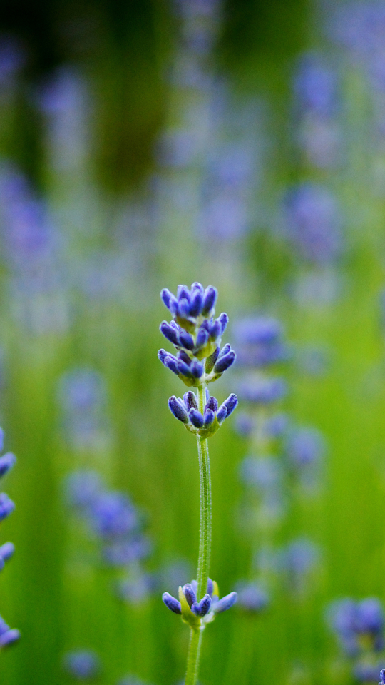 Descarga gratuita de fondo de pantalla para móvil de Flores, Flor, Tierra/naturaleza.