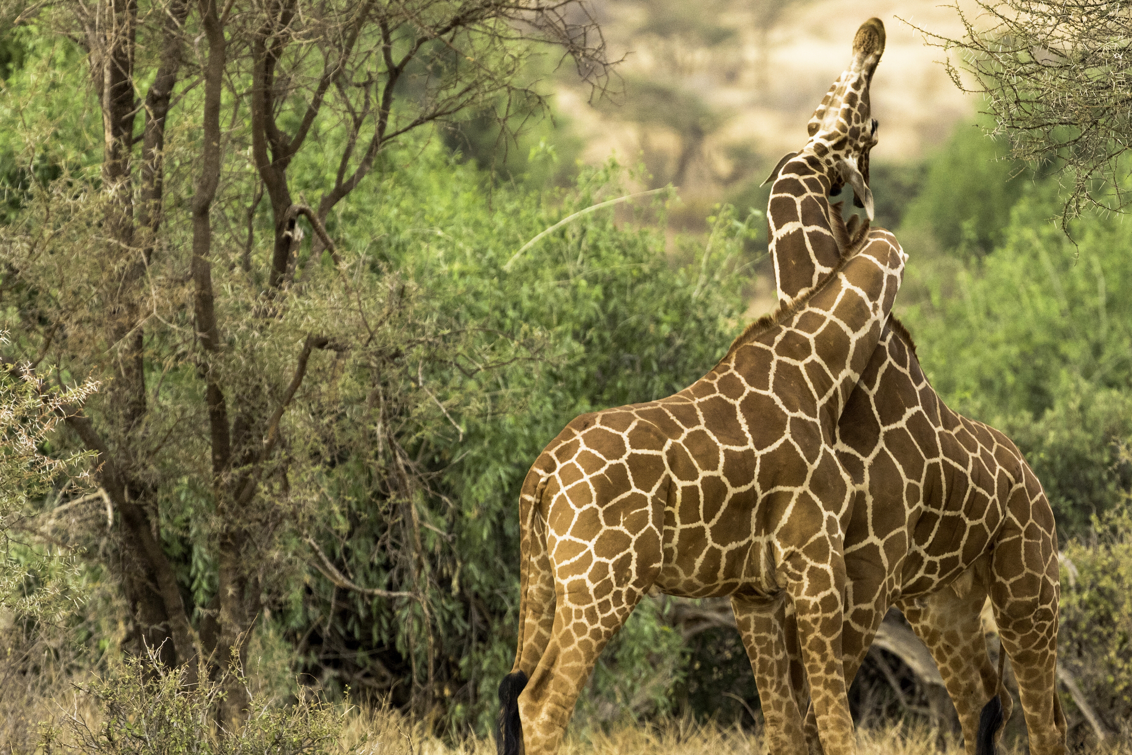 Handy-Wallpaper Tiere, Liebe, Paar, Giraffe, Umarmung kostenlos herunterladen.