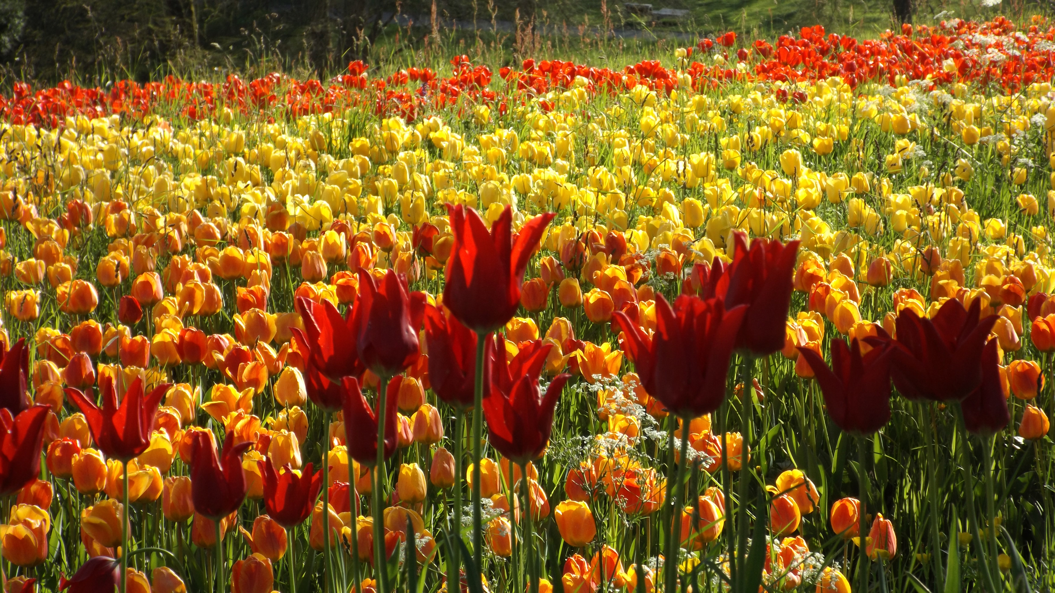 Laden Sie das Natur, Blumen, Sommer, Blume, Tulpe, Gelbe Blume, Rote Blume, Erde/natur, Orangene Blume-Bild kostenlos auf Ihren PC-Desktop herunter