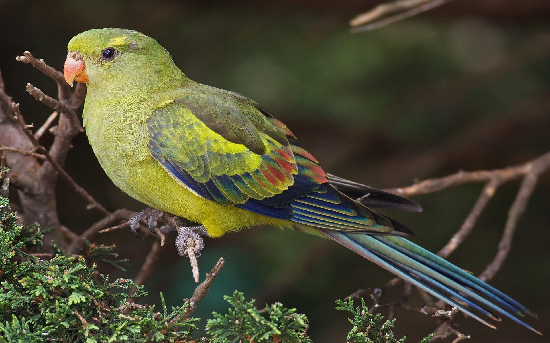 Téléchargez des papiers peints mobile Perroquet, Des Oiseaux, Animaux gratuitement.