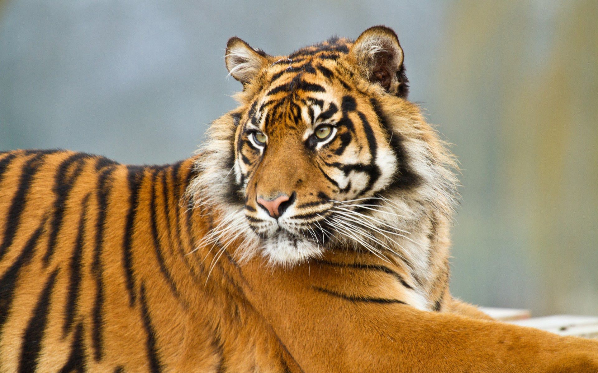 Free download wallpaper Striped, Animals, Predator, Big Cat, Tiger on your PC desktop