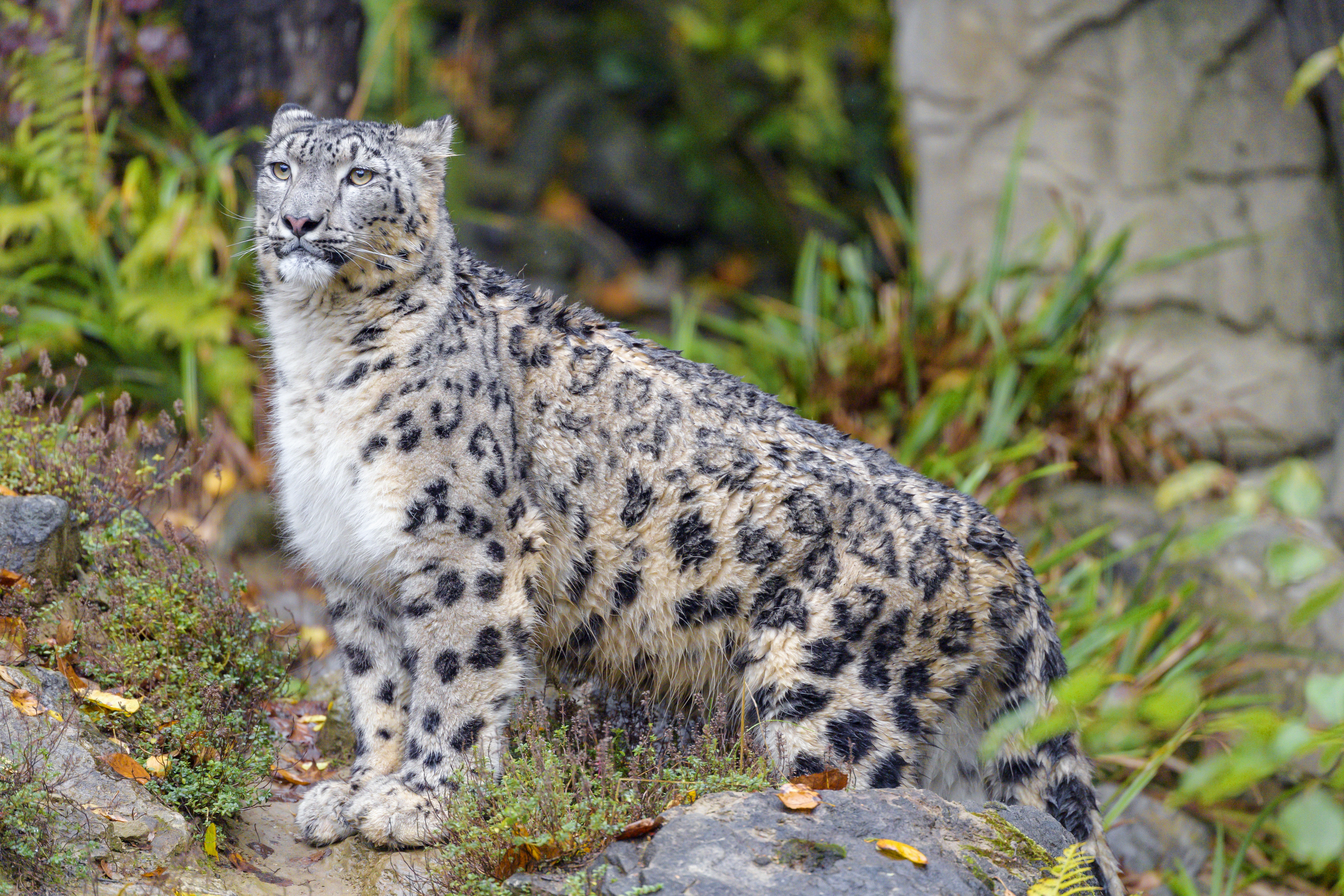 big cat, animals, snow leopard, animal, irbis, wild