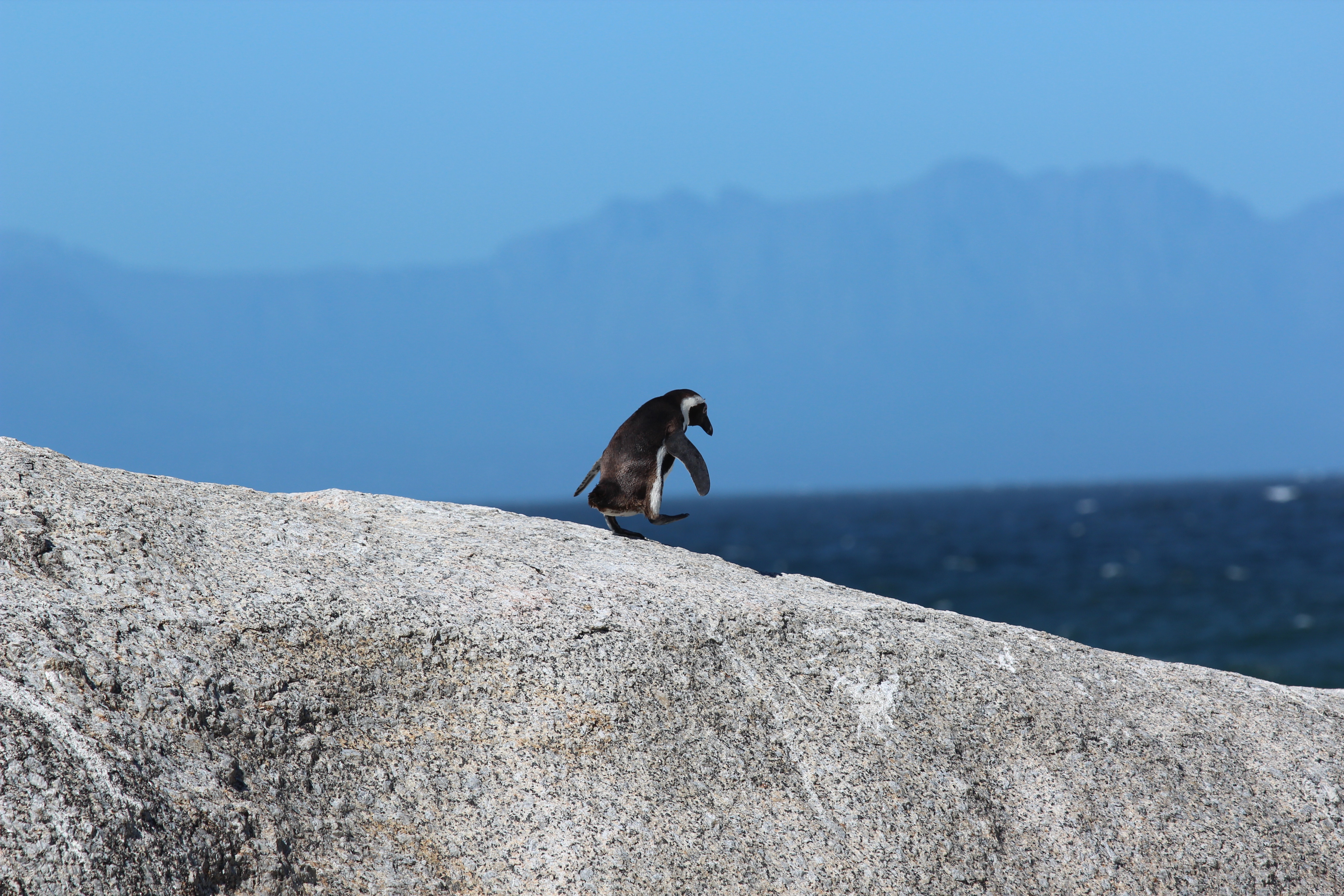 PCデスクトップに動物, 鳥, 岩, 散歩, ペンギン画像を無料でダウンロード