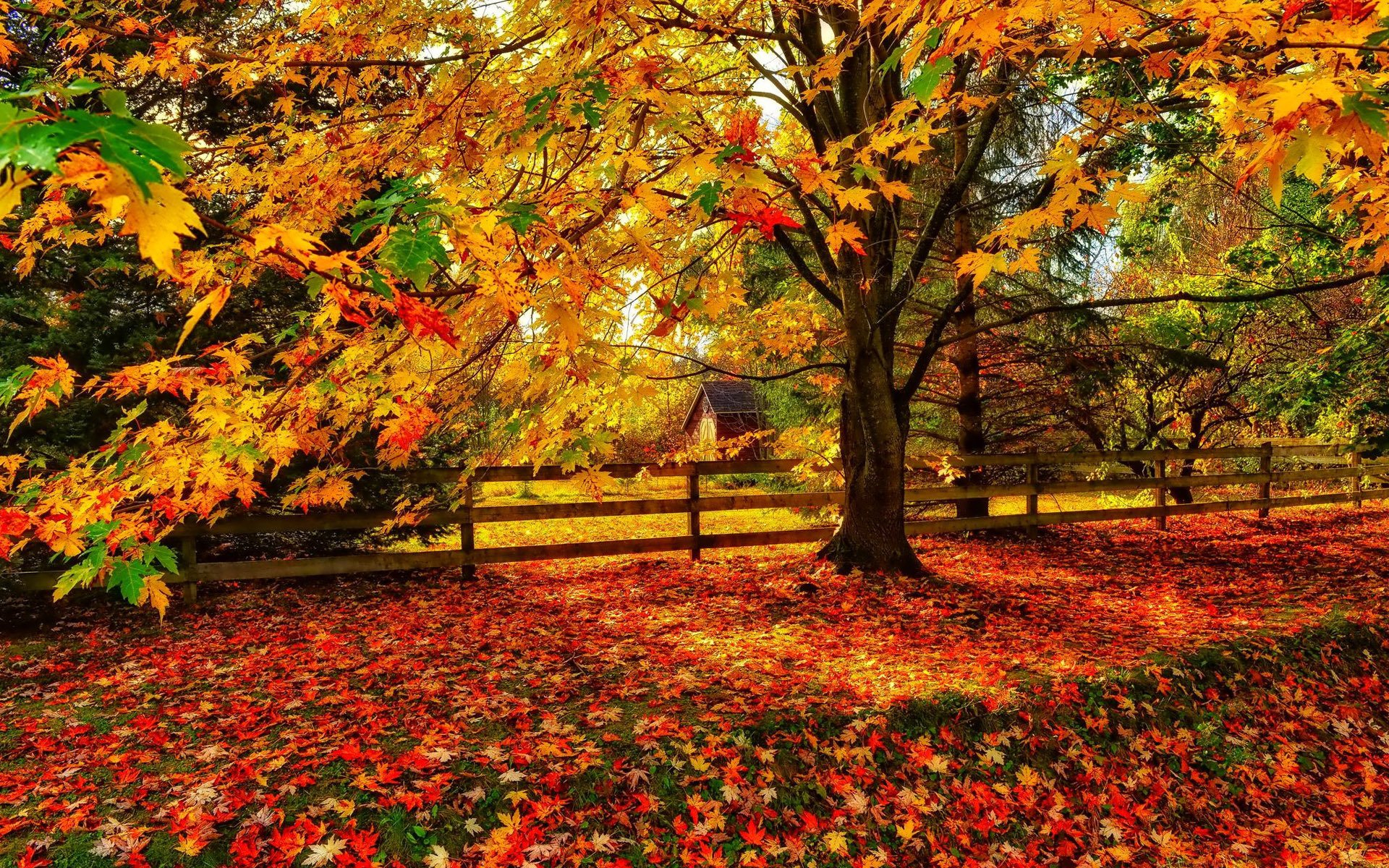 Скачать обои бесплатно Деревья, Осень, Дерево, Ограда, Земля/природа картинка на рабочий стол ПК