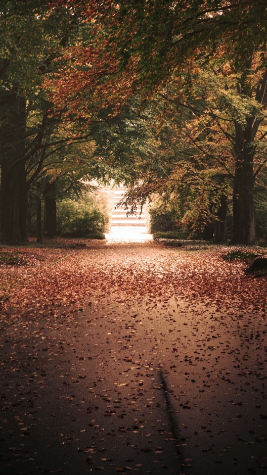 無料モバイル壁紙自然, 木, 秋, 公園, 写真撮影をダウンロードします。