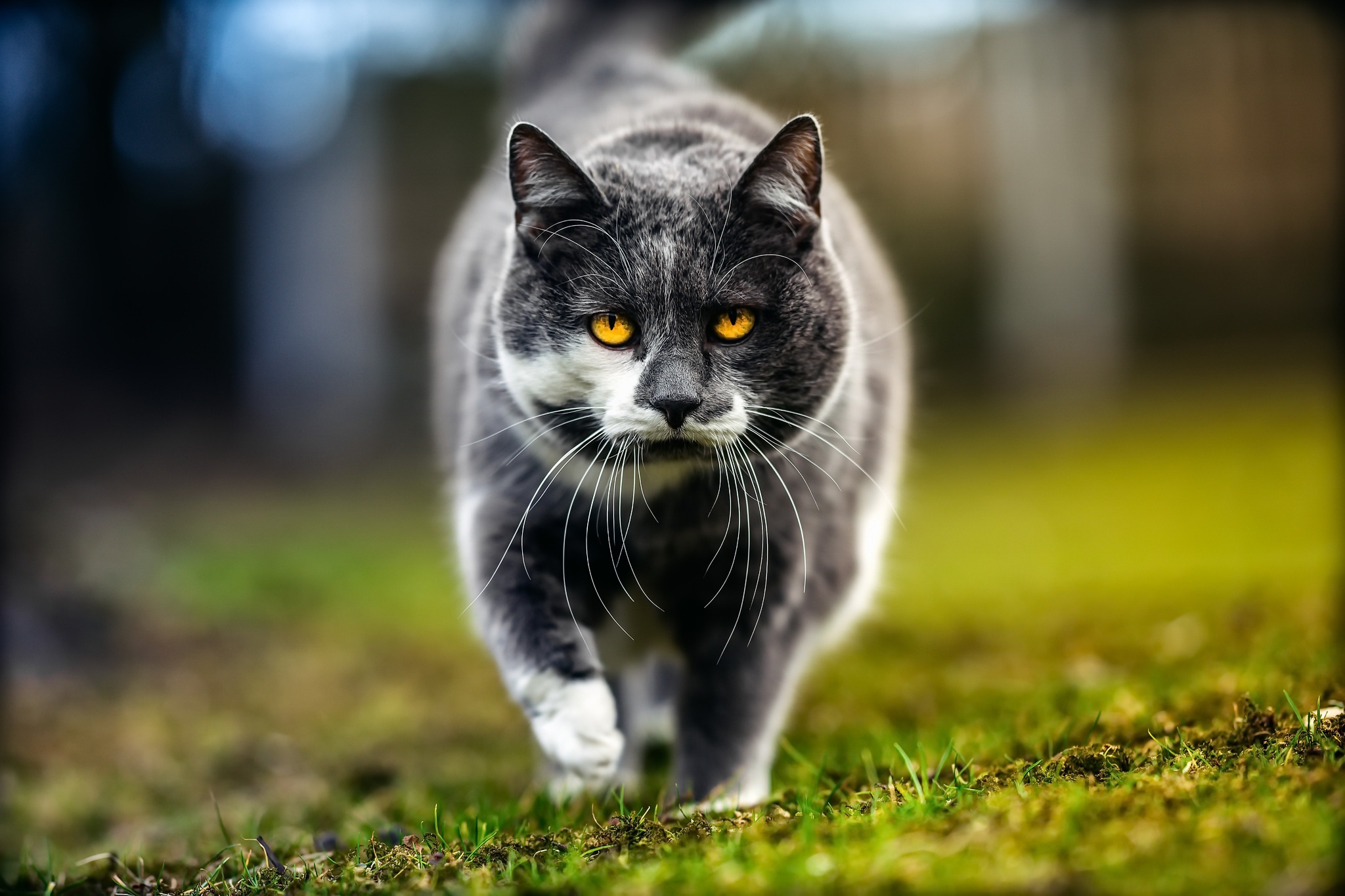Download mobile wallpaper Cats, Cat, Blur, Animal, Stare for free.