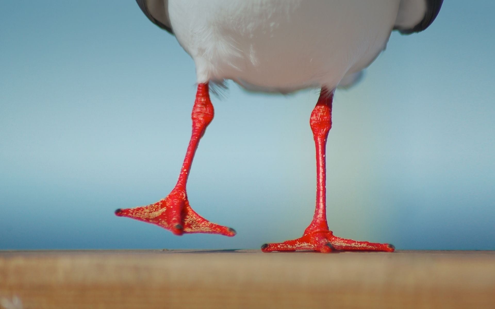 Descarga gratuita de fondo de pantalla para móvil de Animales, Aves, Ave.