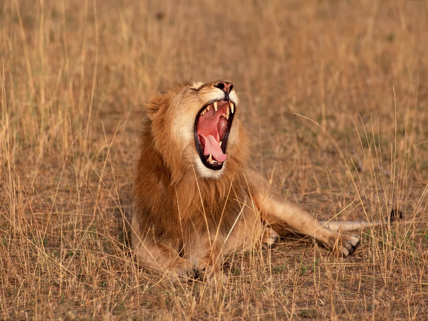 Téléchargez gratuitement l'image Lions, Animaux sur le bureau de votre PC