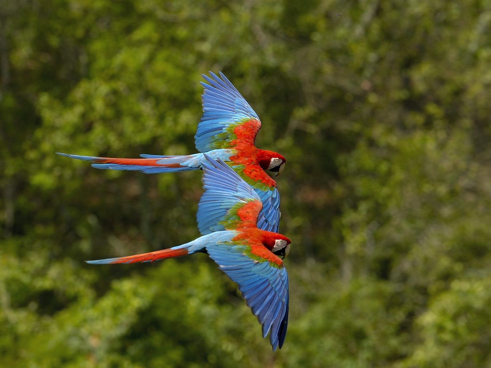 259493壁紙のダウンロード動物, 赤と緑のコンゴウインコ, 鳥-スクリーンセーバーと写真を無料で