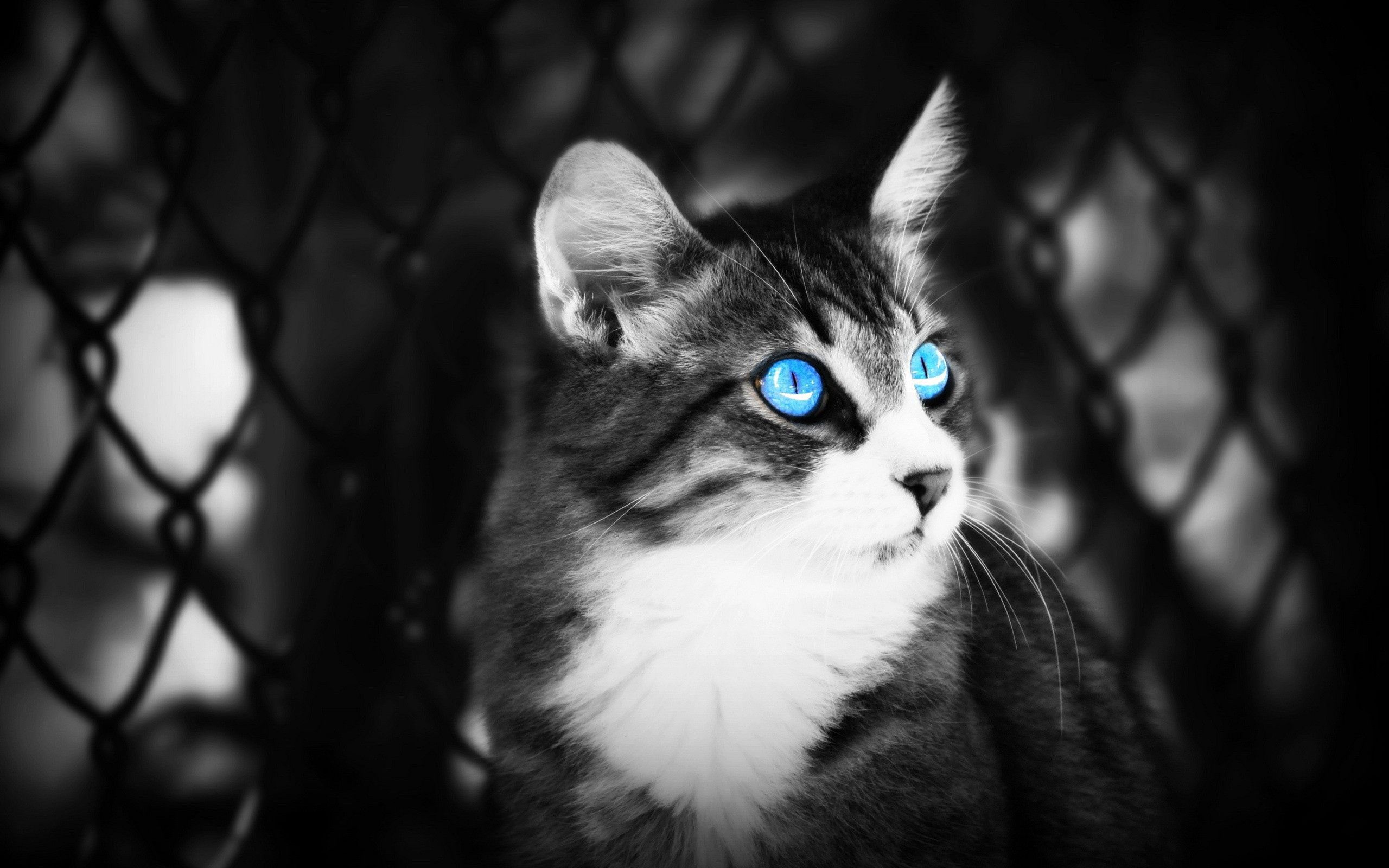 56779 descargar fondo de pantalla animales, gato, tumbarse, mentir, ojos, bw, chb, ojos azules, de ojos azules: protectores de pantalla e imágenes gratis