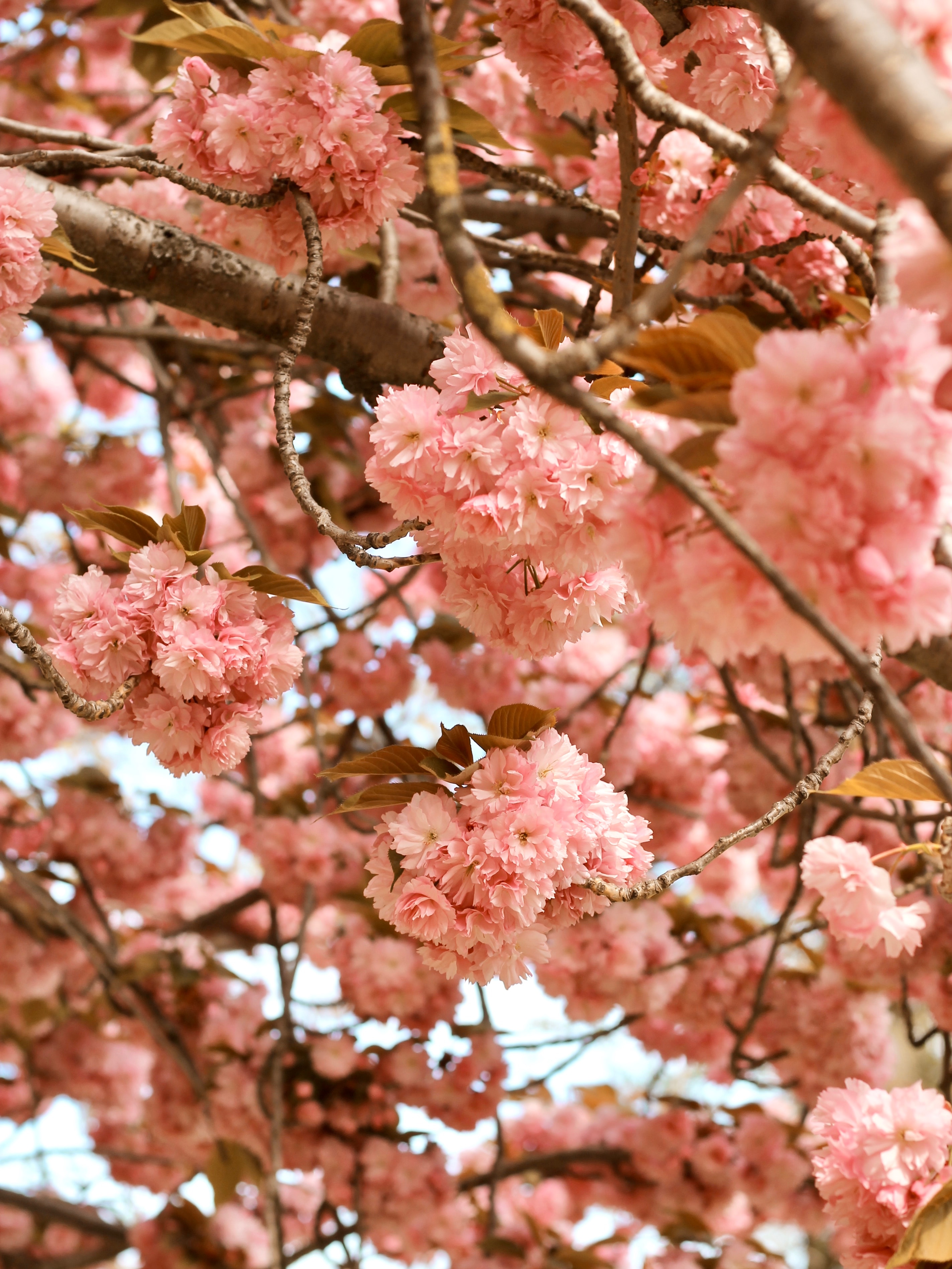 Скачать обои бесплатно Дерево, Ветки, Цветы, Розовый, Цветение картинка на рабочий стол ПК