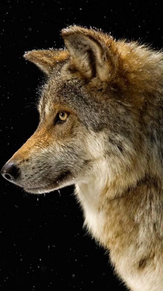 Download mobile wallpaper Stars, Wolf, Animal, Wolves for free.
