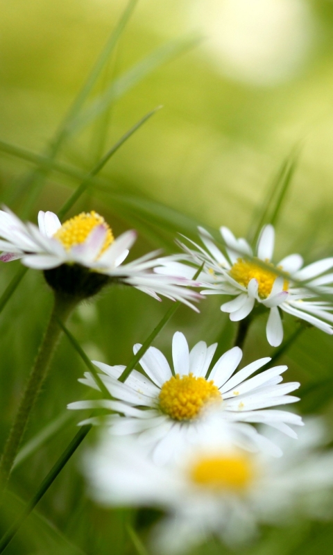 Descarga gratuita de fondo de pantalla para móvil de Flores, Margarita, Tierra/naturaleza.