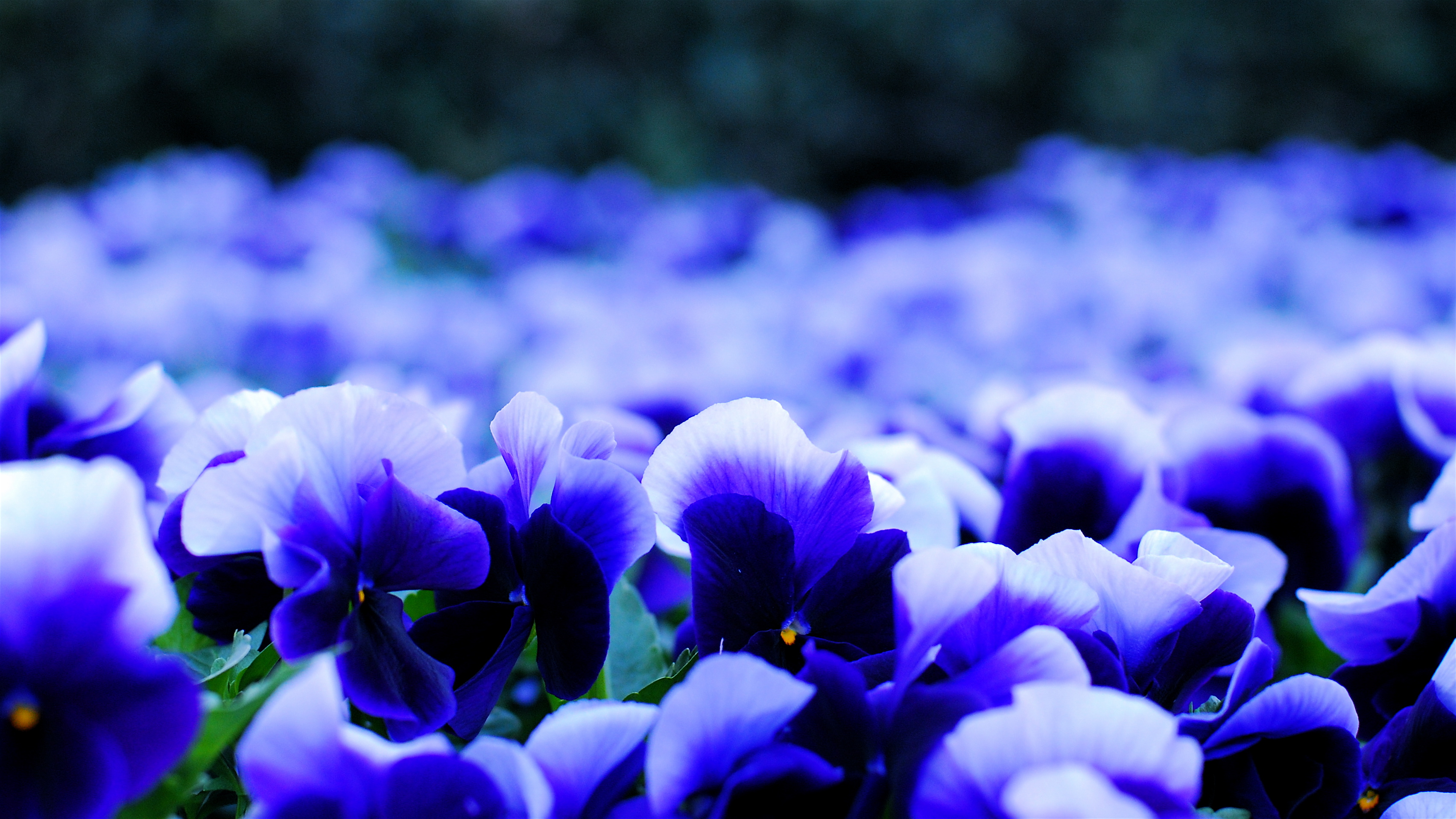 Download mobile wallpaper Violet, Bokeh, Macro, Flowers, Flower, Earth for free.