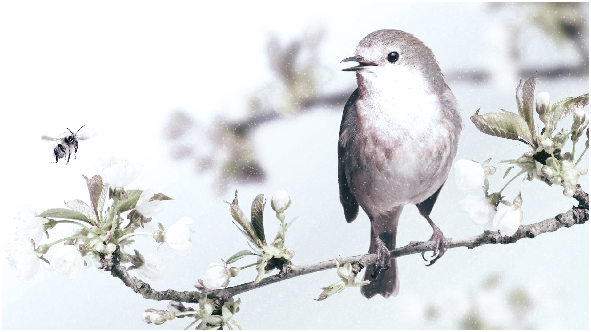 Téléchargez des papiers peints mobile Abeille, Oiseau, Des Oiseaux, La Nature, Animaux gratuitement.