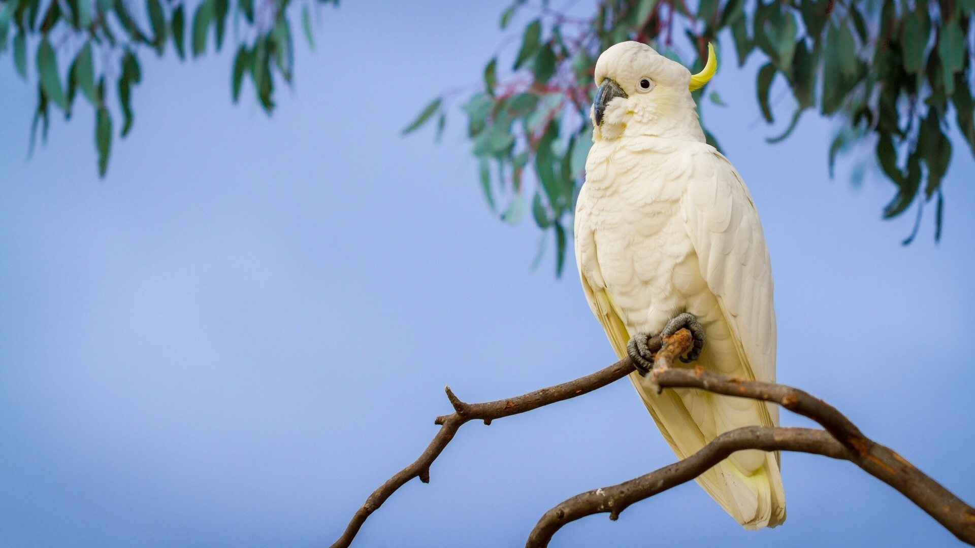 animal, sulphur crested cockatoo, bird, branch, cockatoo, parrot, birds