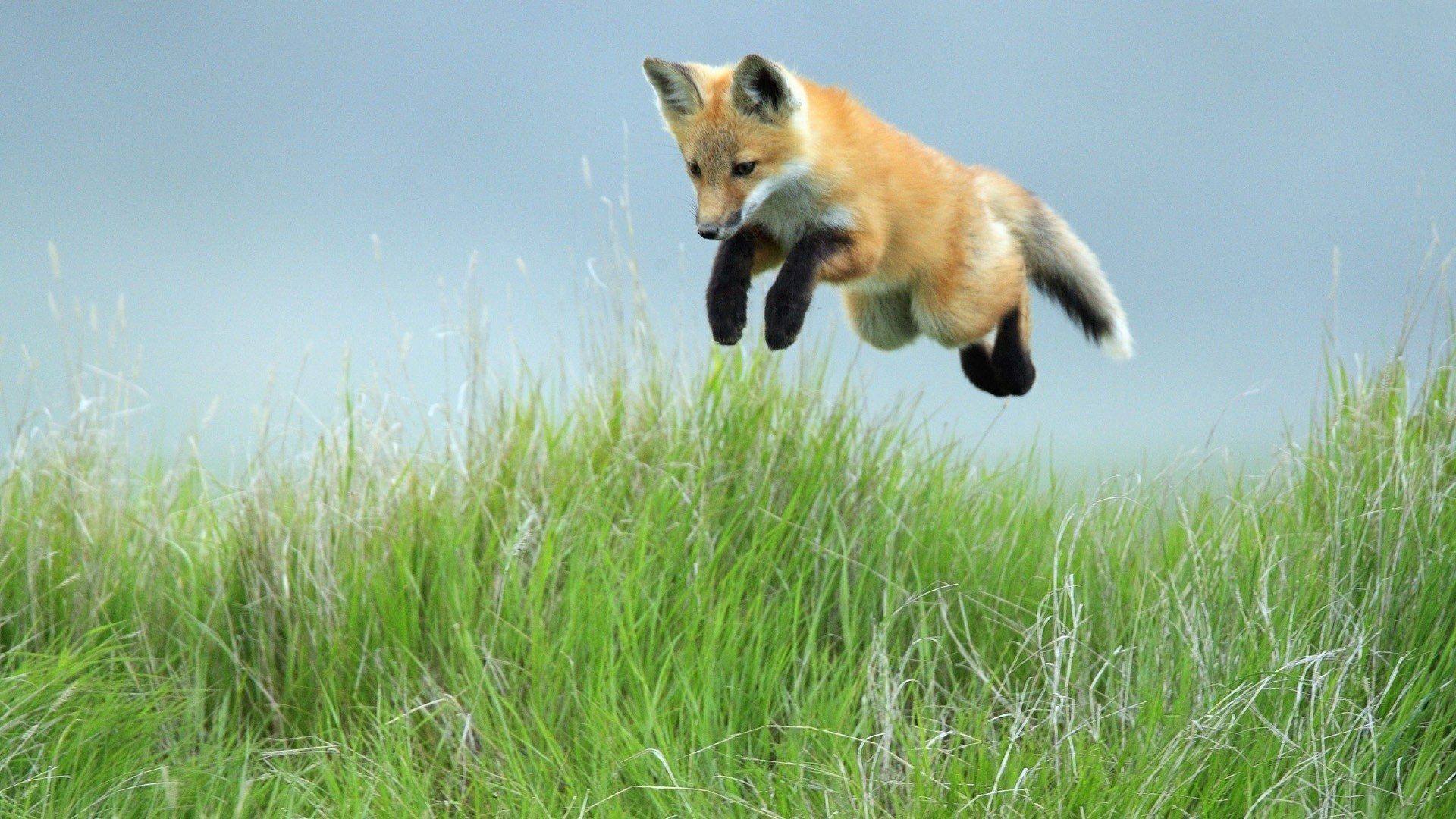 animals, grass, fox, bounce, jump, paws Phone Background