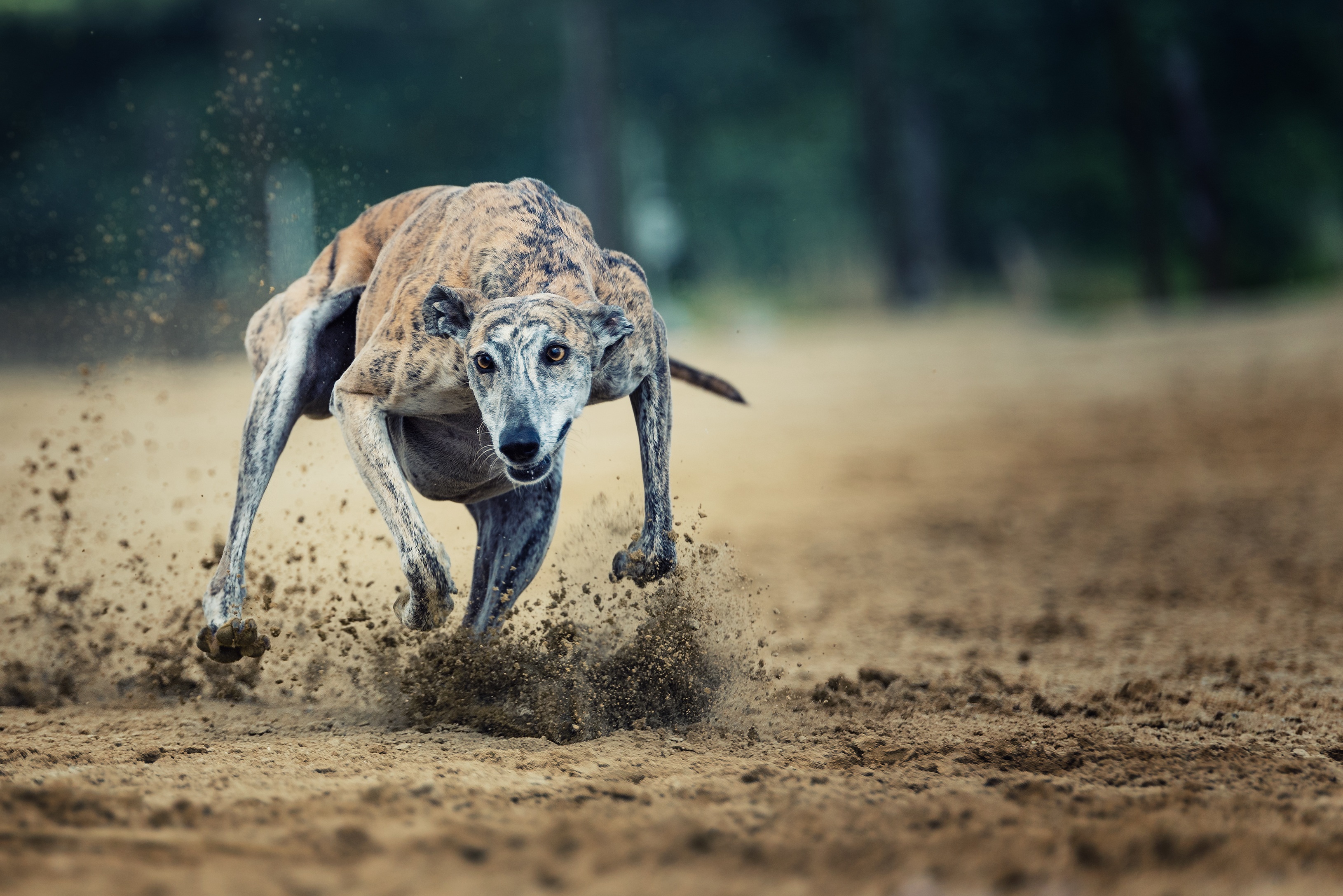 animal, greyhound, running, sport, dogs