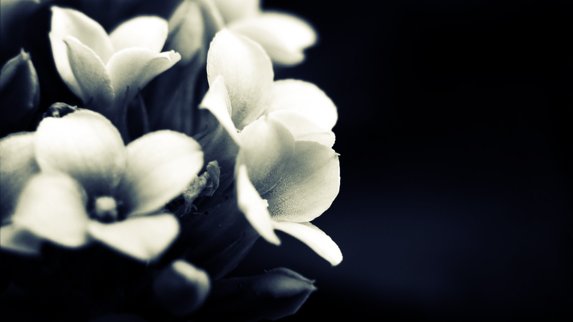 Téléchargez gratuitement l'image Fleurs, Fleur, Terre/nature sur le bureau de votre PC