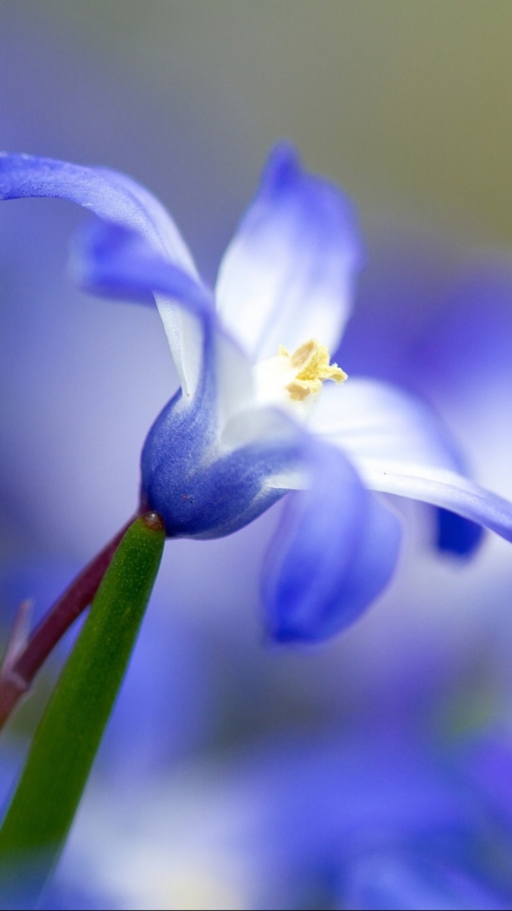 1084940 Salvapantallas y fondos de pantalla Flores en tu teléfono. Descarga imágenes de  gratis