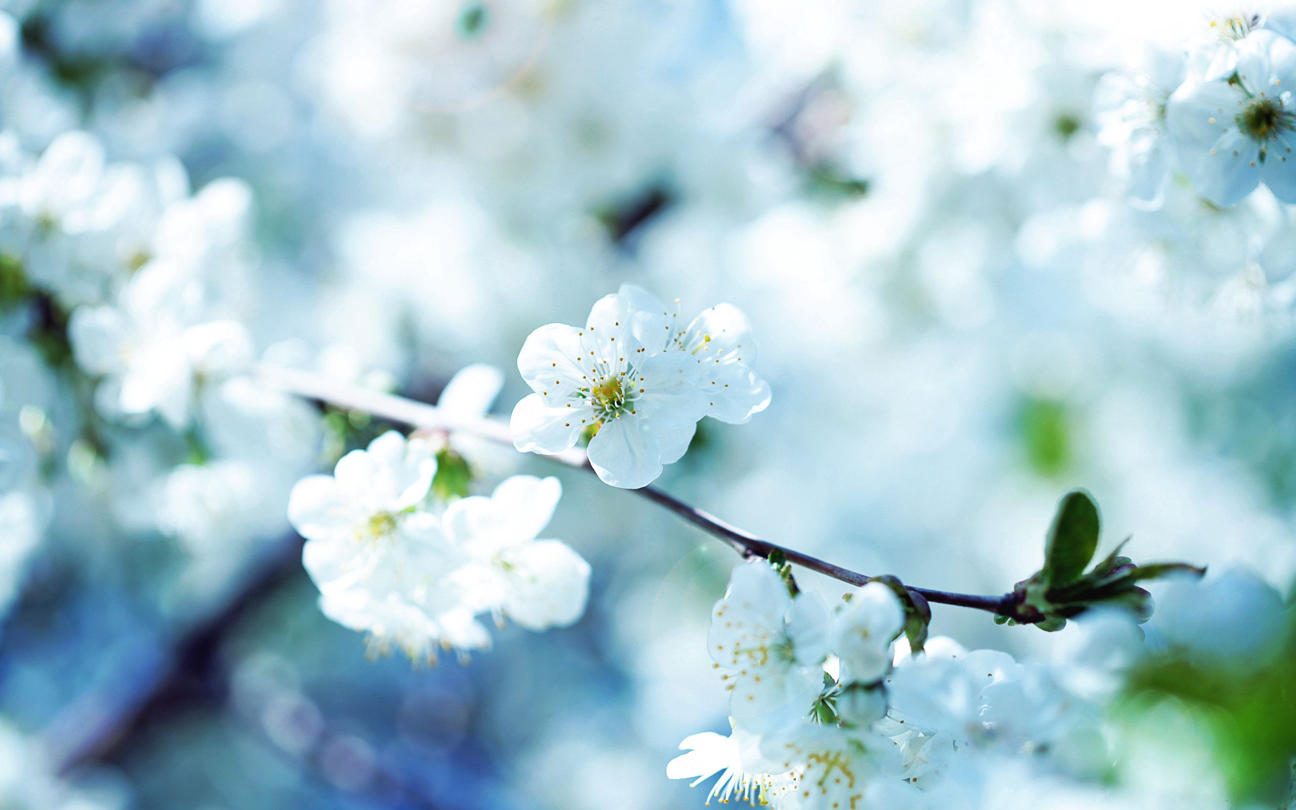 Free download wallpaper Flowers, Macro, Bloom, Flowering, Branch, Plant, Spring on your PC desktop