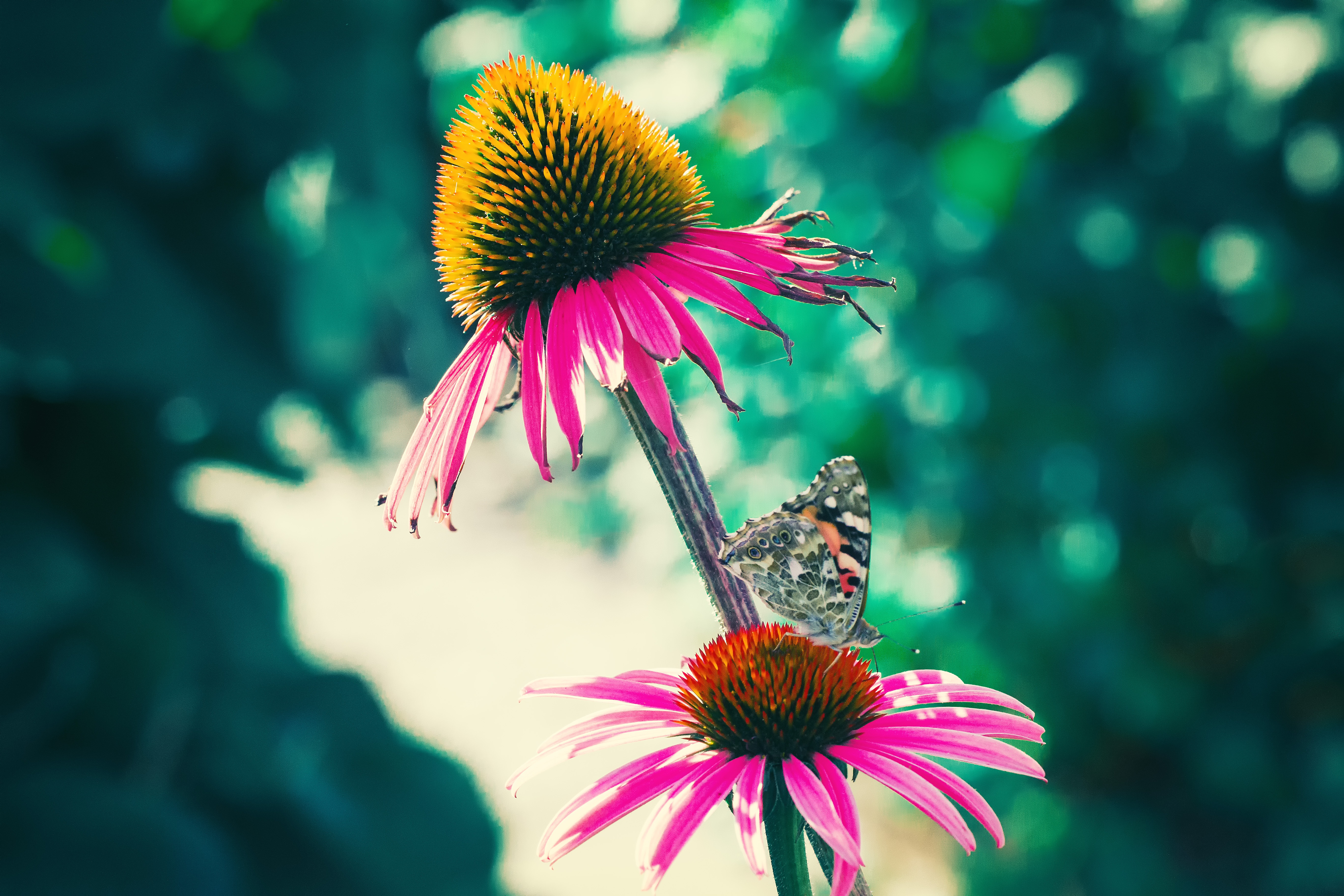Free download wallpaper Flowers, Macro, Petals, Butterfly on your PC desktop