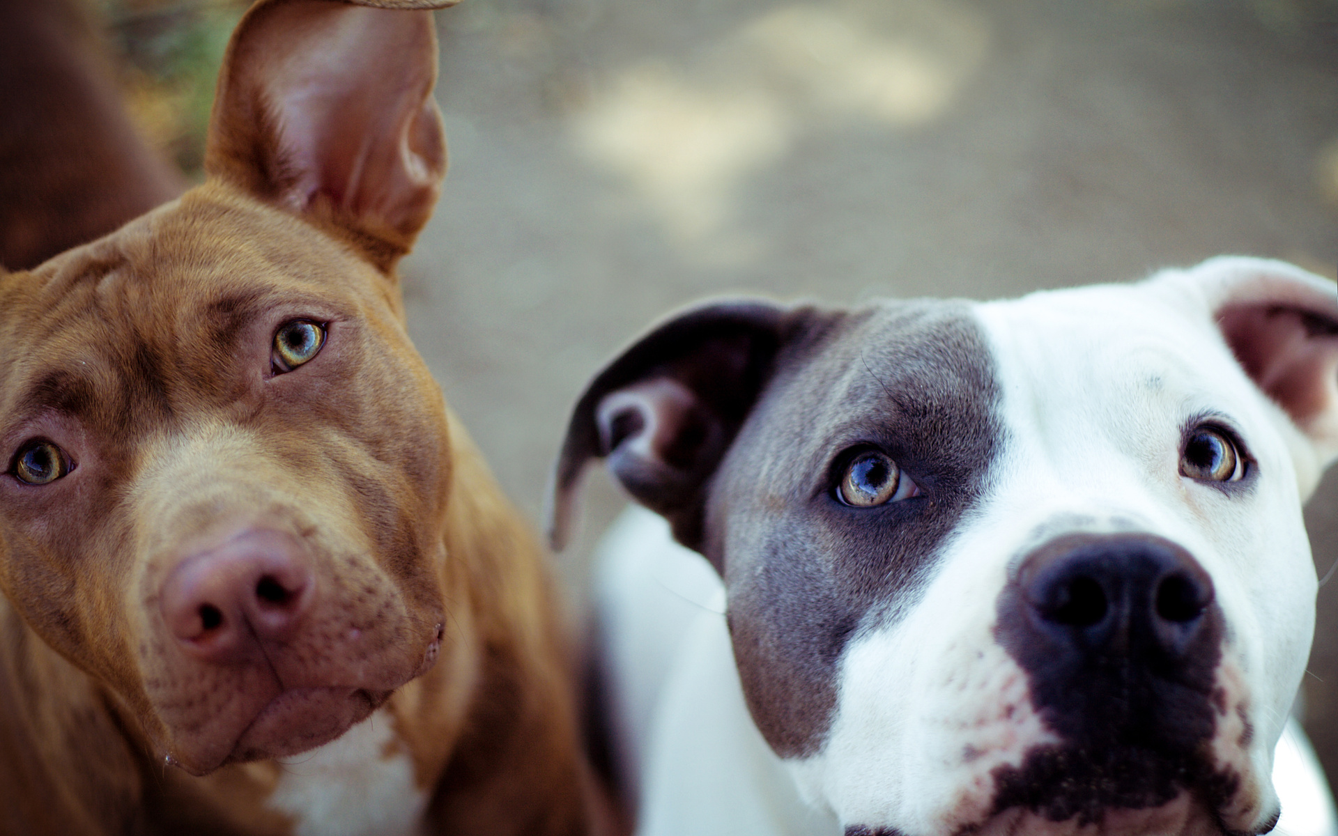 270898 descargar imagen animales, pitbull, lindo, perro, perros: fondos de pantalla y protectores de pantalla gratis