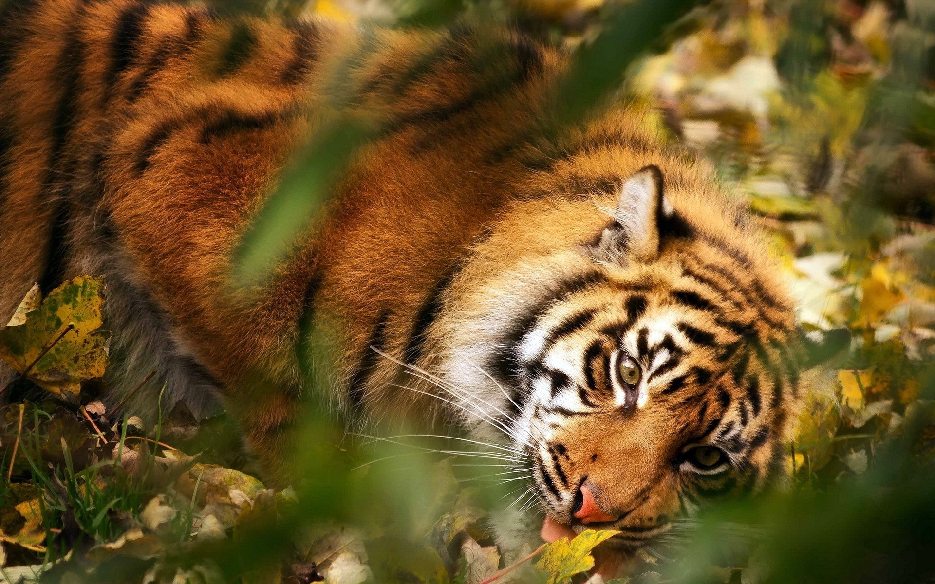 Handy-Wallpaper Tiere, Katzen, Tiger kostenlos herunterladen.