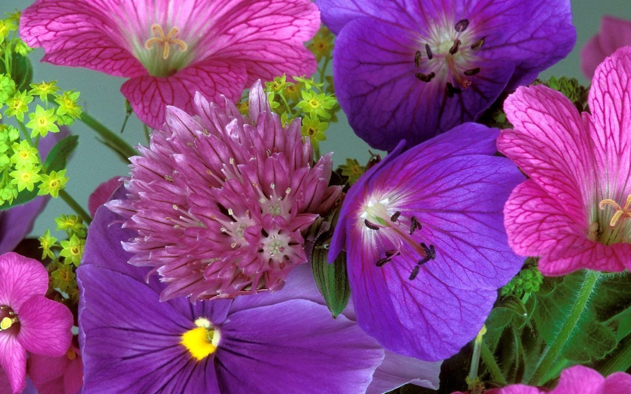 Descarga gratuita de fondo de pantalla para móvil de Plantas, Flores, Violeta.
