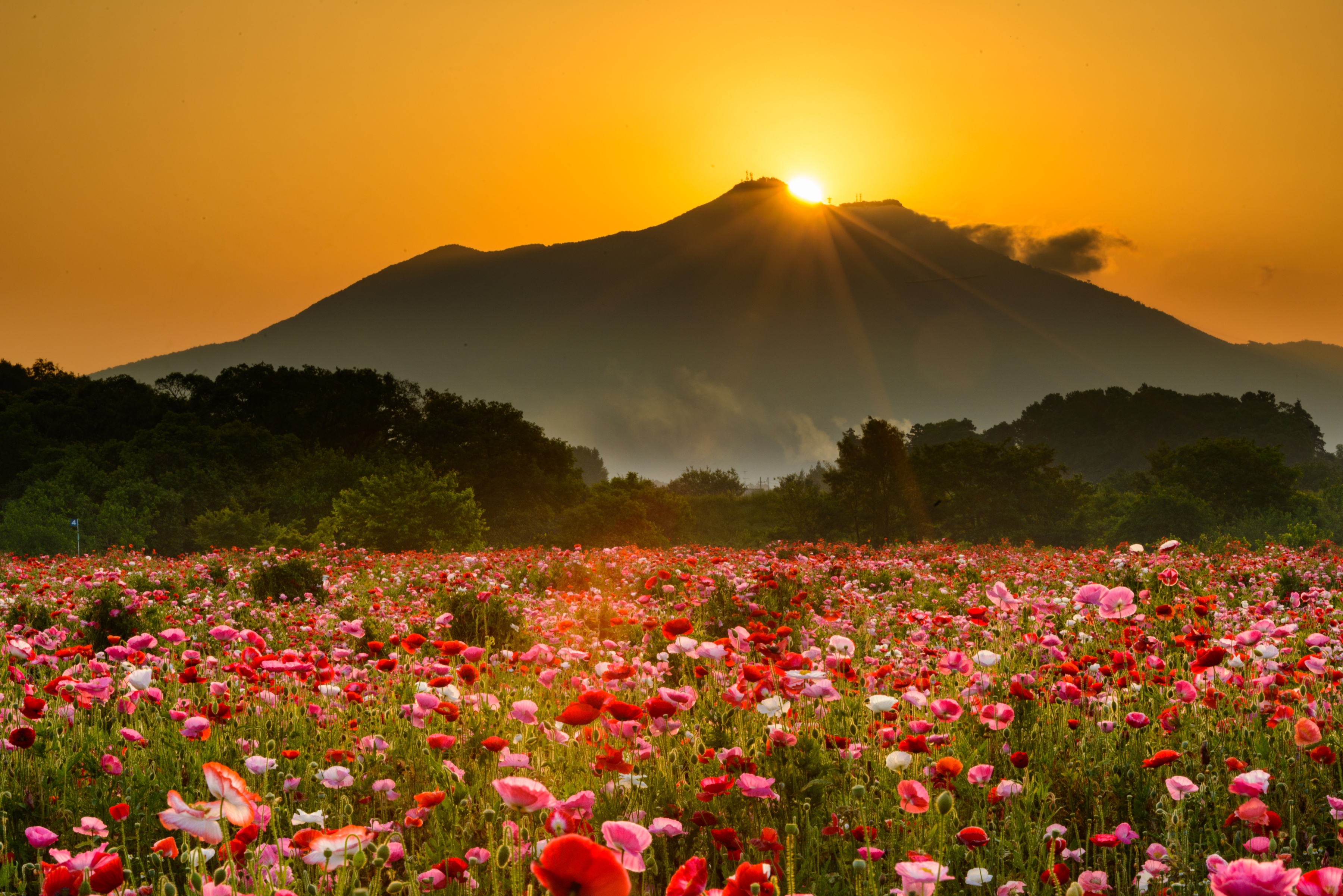 Download mobile wallpaper Nature, Flower, Sunrise, Earth, Meadow, Poppy, Red Flower, Pink Flower for free.