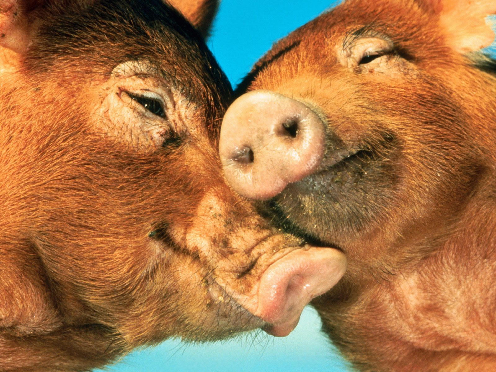 Download mobile wallpaper Love, Animal, Pig for free.