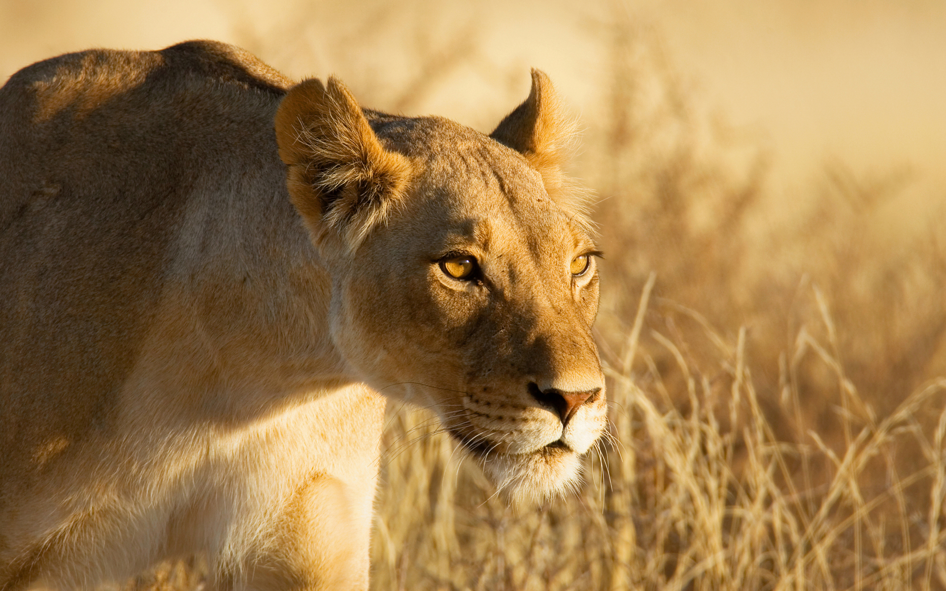 Laden Sie das Tiere, Löwe-Bild kostenlos auf Ihren PC-Desktop herunter