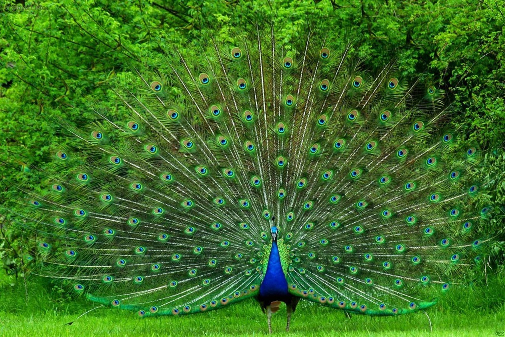 312252 descargar fondo de pantalla pavo real, animales, aves: protectores de pantalla e imágenes gratis
