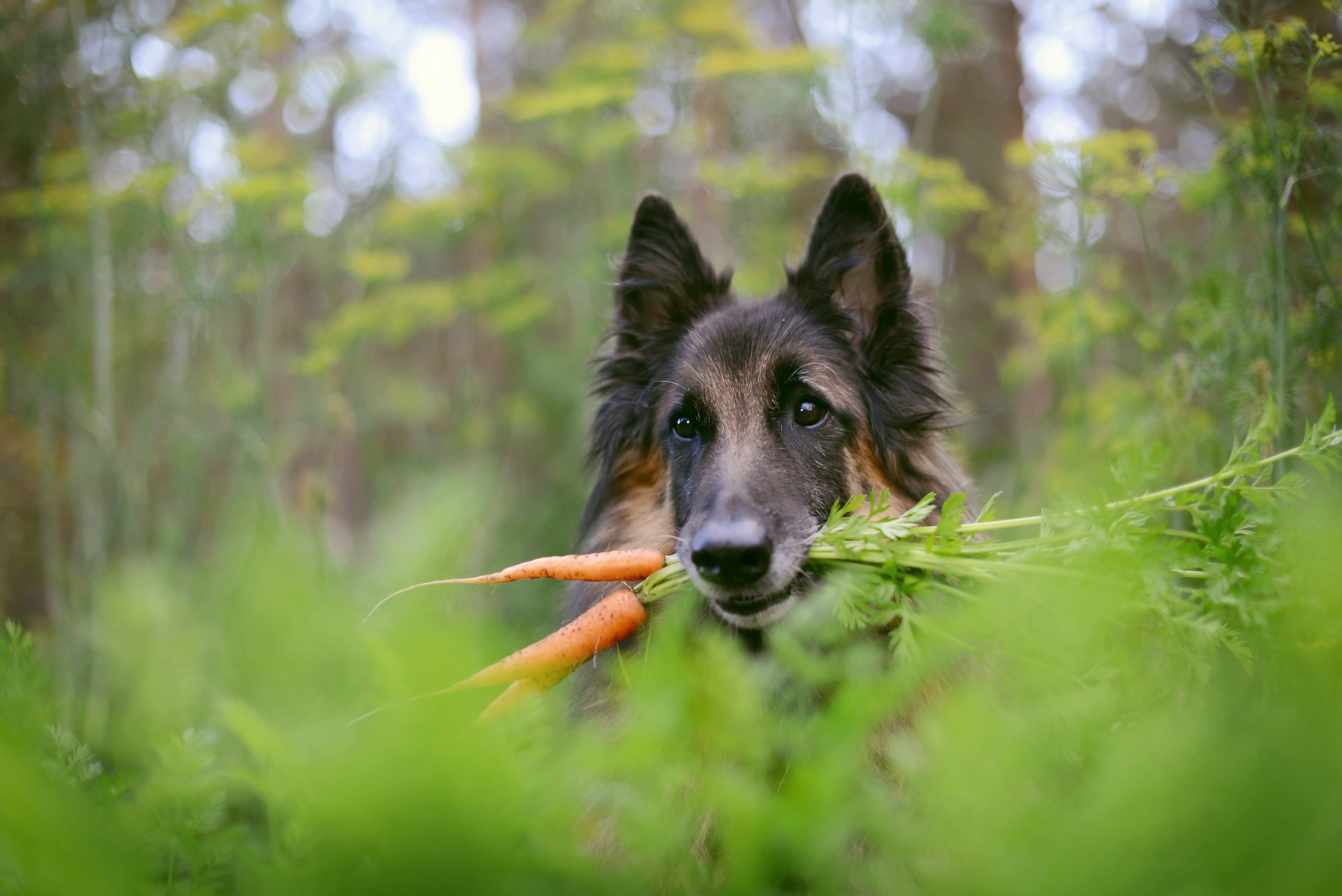 animal, german shepherd, carrot, depth of field, dog, dogs