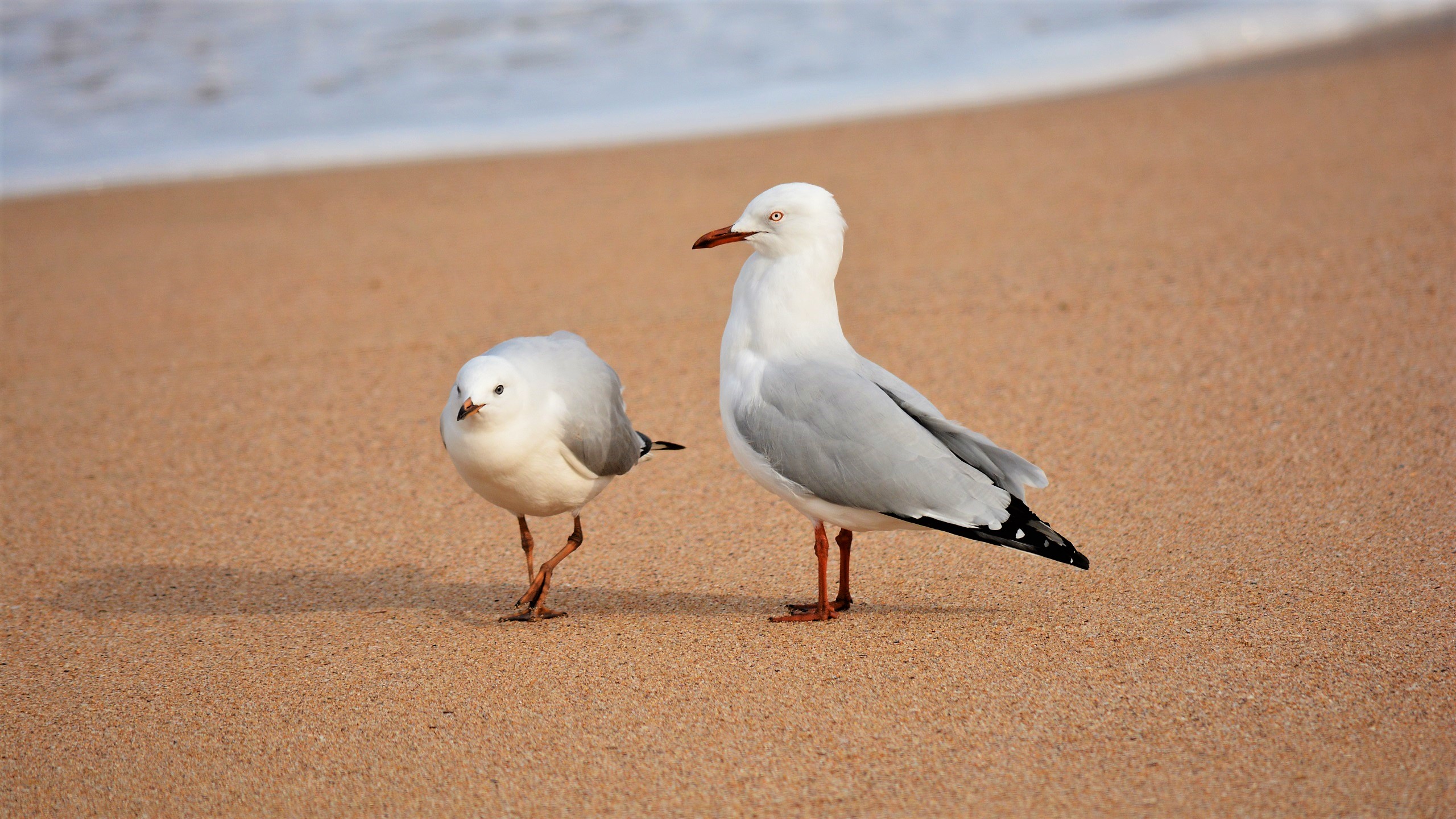 Laden Sie das Tiere, Vögel, Strand, Sand, Vogel, Seemöve-Bild kostenlos auf Ihren PC-Desktop herunter