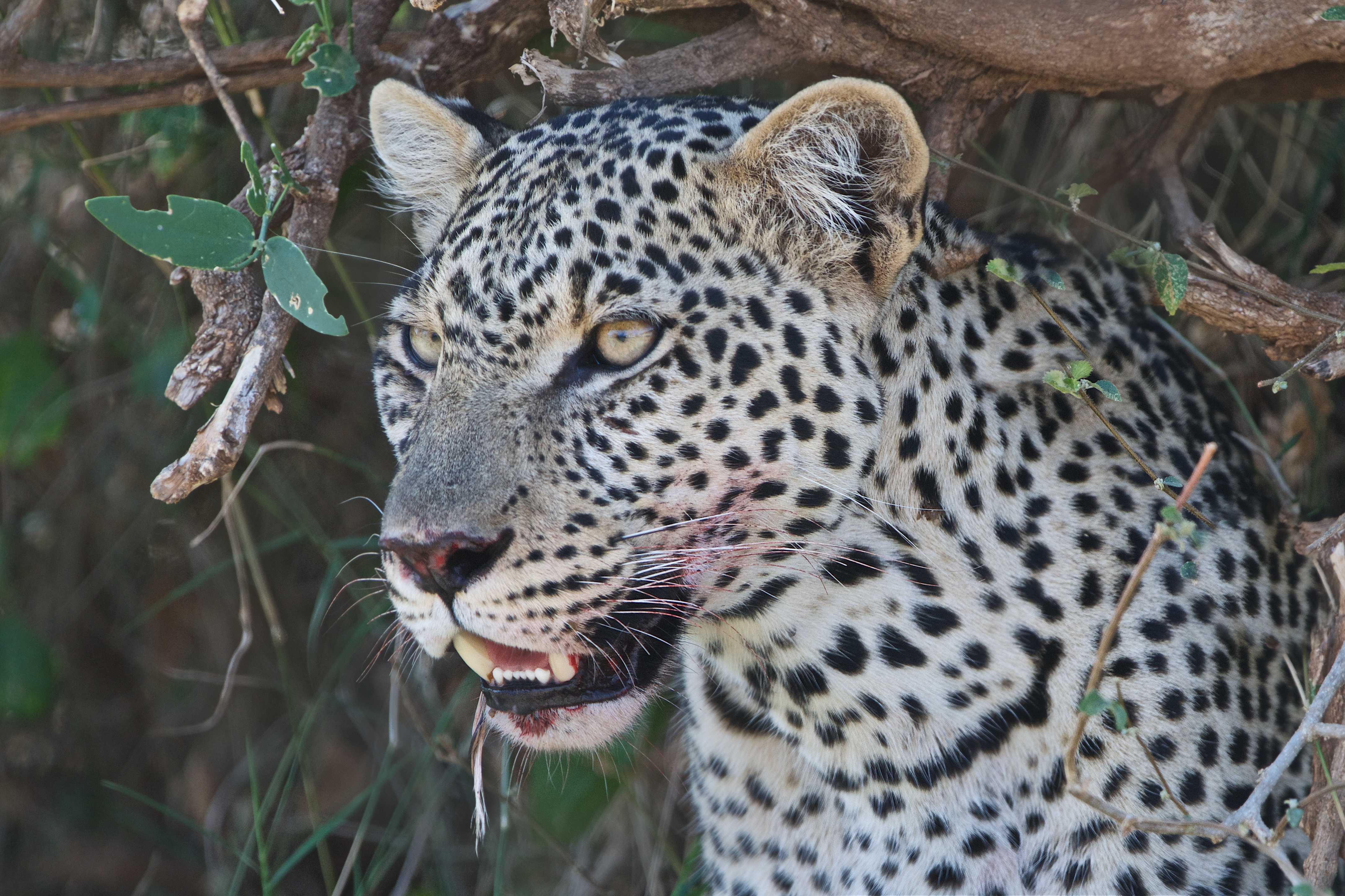 Baixar papel de parede para celular de Animais, Gatos, Focinho, Leopardo Das Neves gratuito.