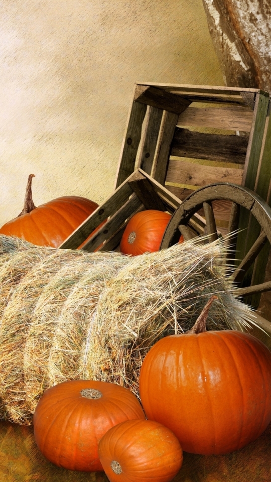 Download mobile wallpaper Food, Pumpkin, Fall, Thanksgiving for free.