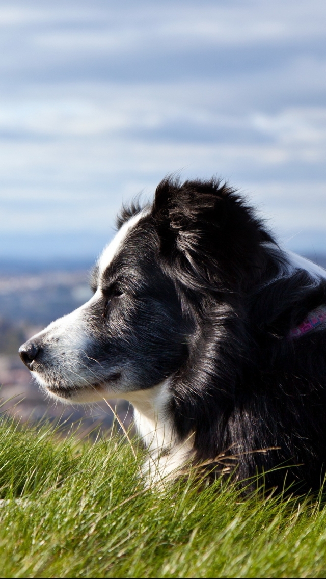 Download mobile wallpaper Dogs, Animal, Border Collie for free.