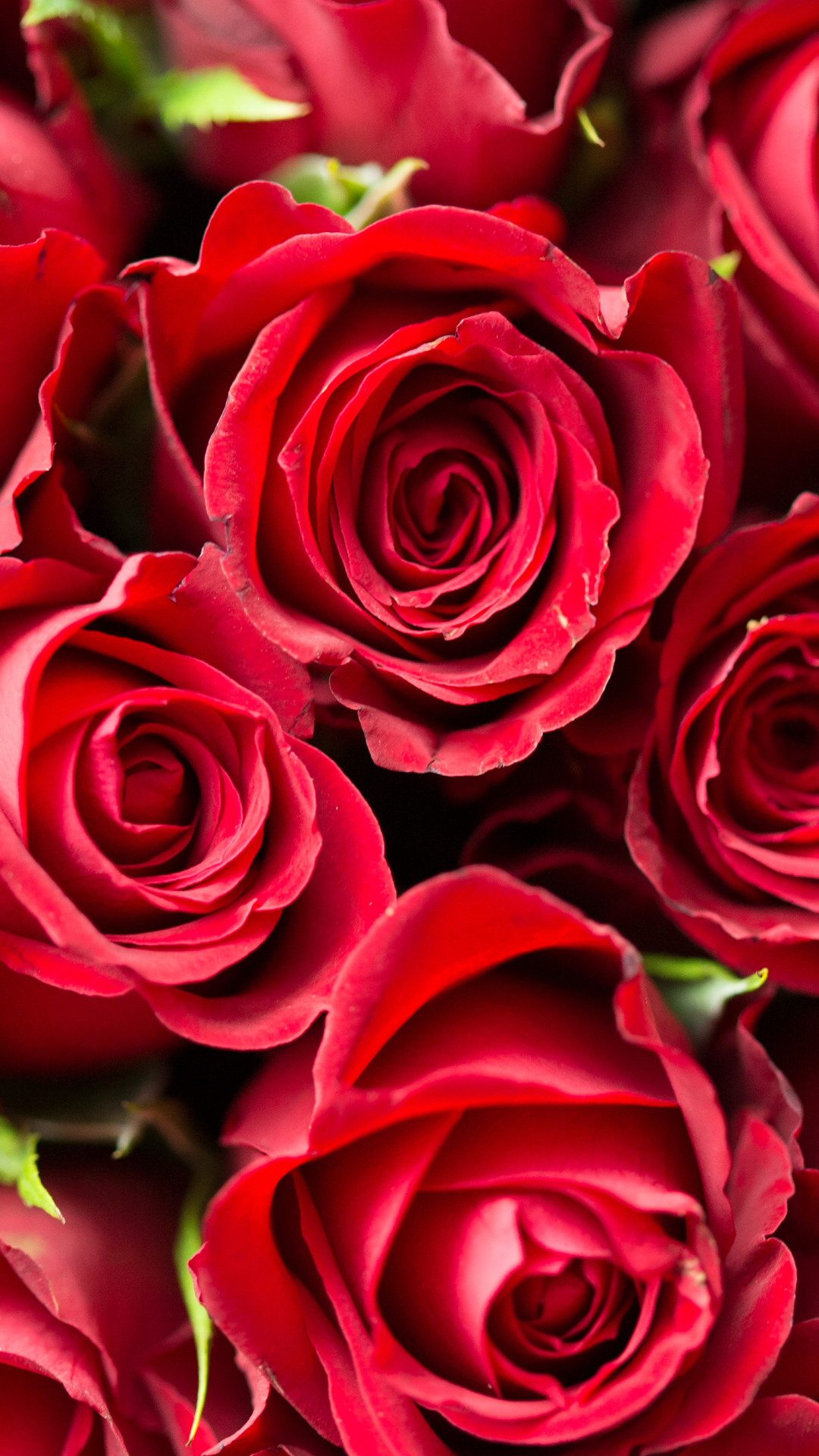 無料モバイル壁紙自然, フラワーズ, 花, 薔薇, 地球, 赤いバラ, 赤い花をダウンロードします。