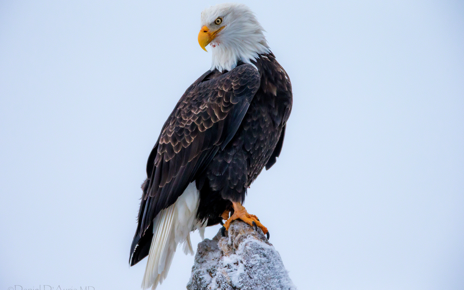 280521 descargar imagen animales, águila calva, aves: fondos de pantalla y protectores de pantalla gratis