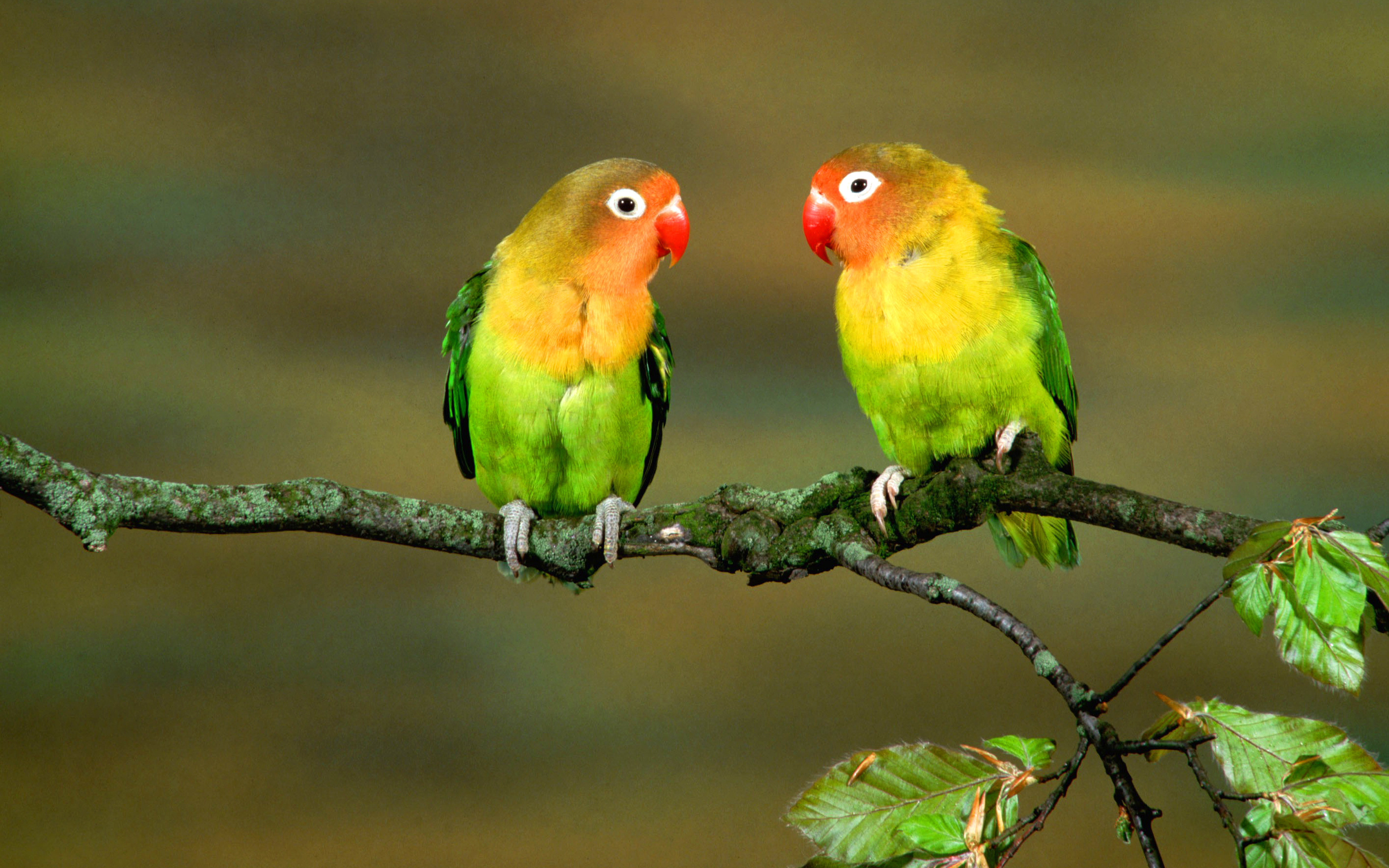 278990 baixar imagens animais, periquito, aves - papéis de parede e protetores de tela gratuitamente