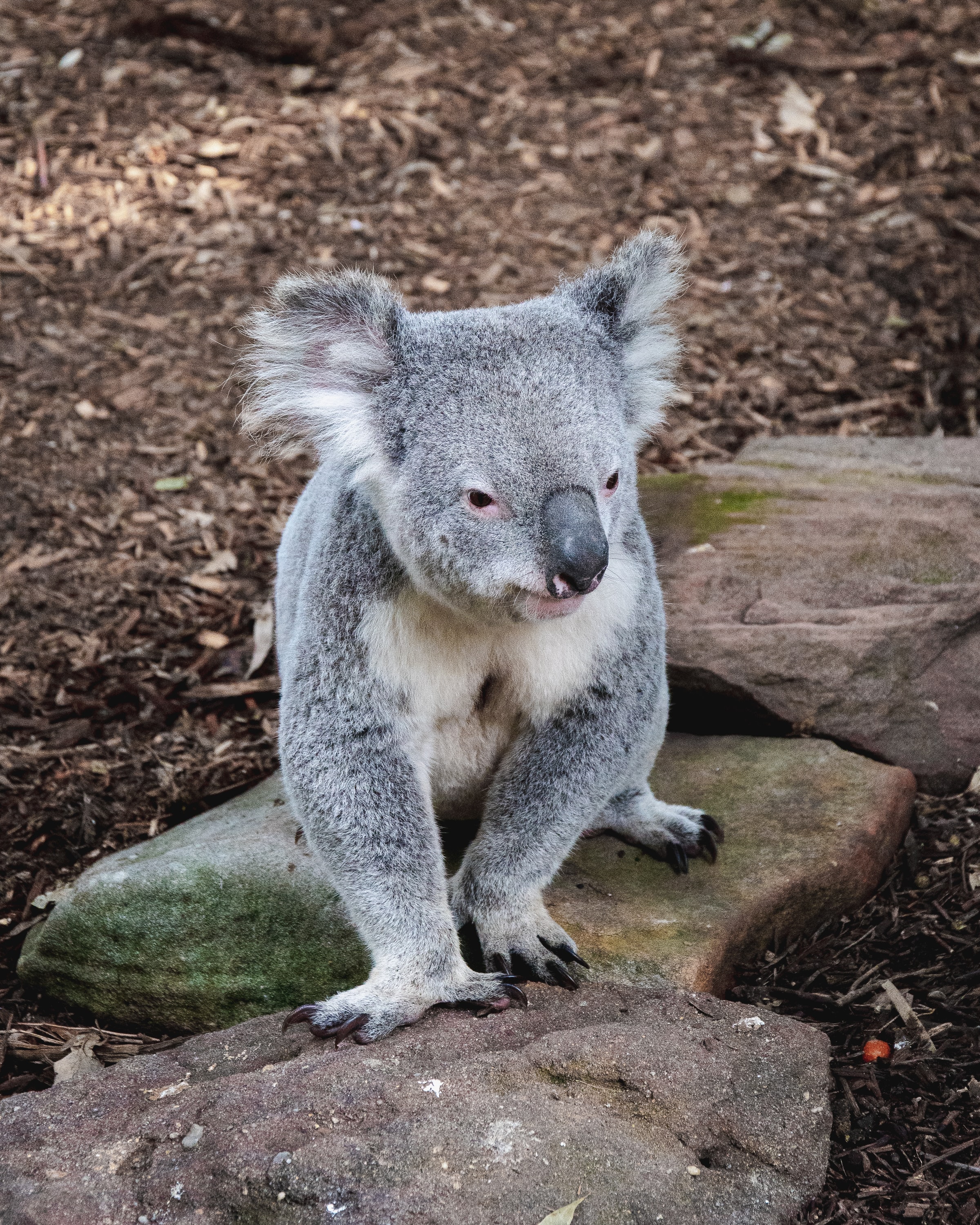 108079 скачать обои коала, животные, камни, морда, животное, забавный - заставки и картинки бесплатно