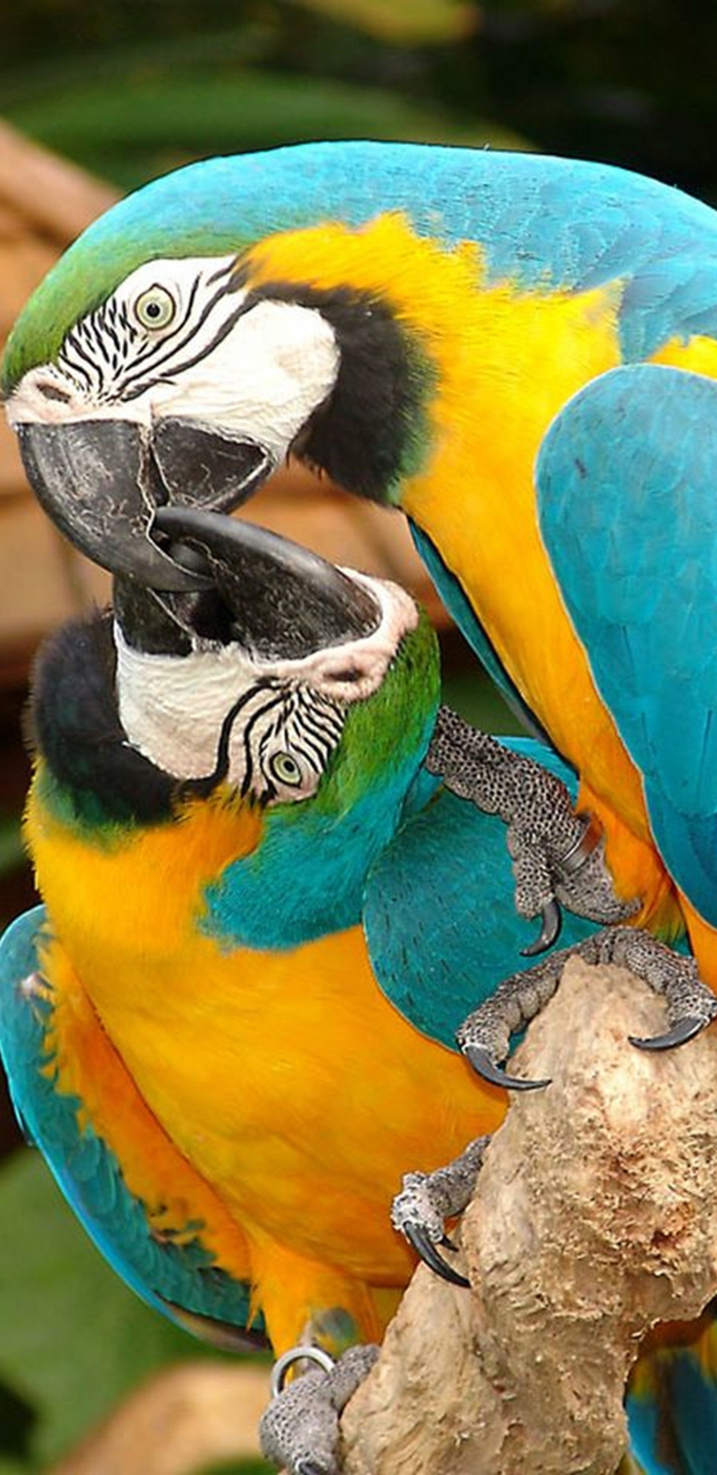 Laden Sie das Tiere, Vögel, Ara, Papagei, Gelbbrustara-Bild kostenlos auf Ihren PC-Desktop herunter