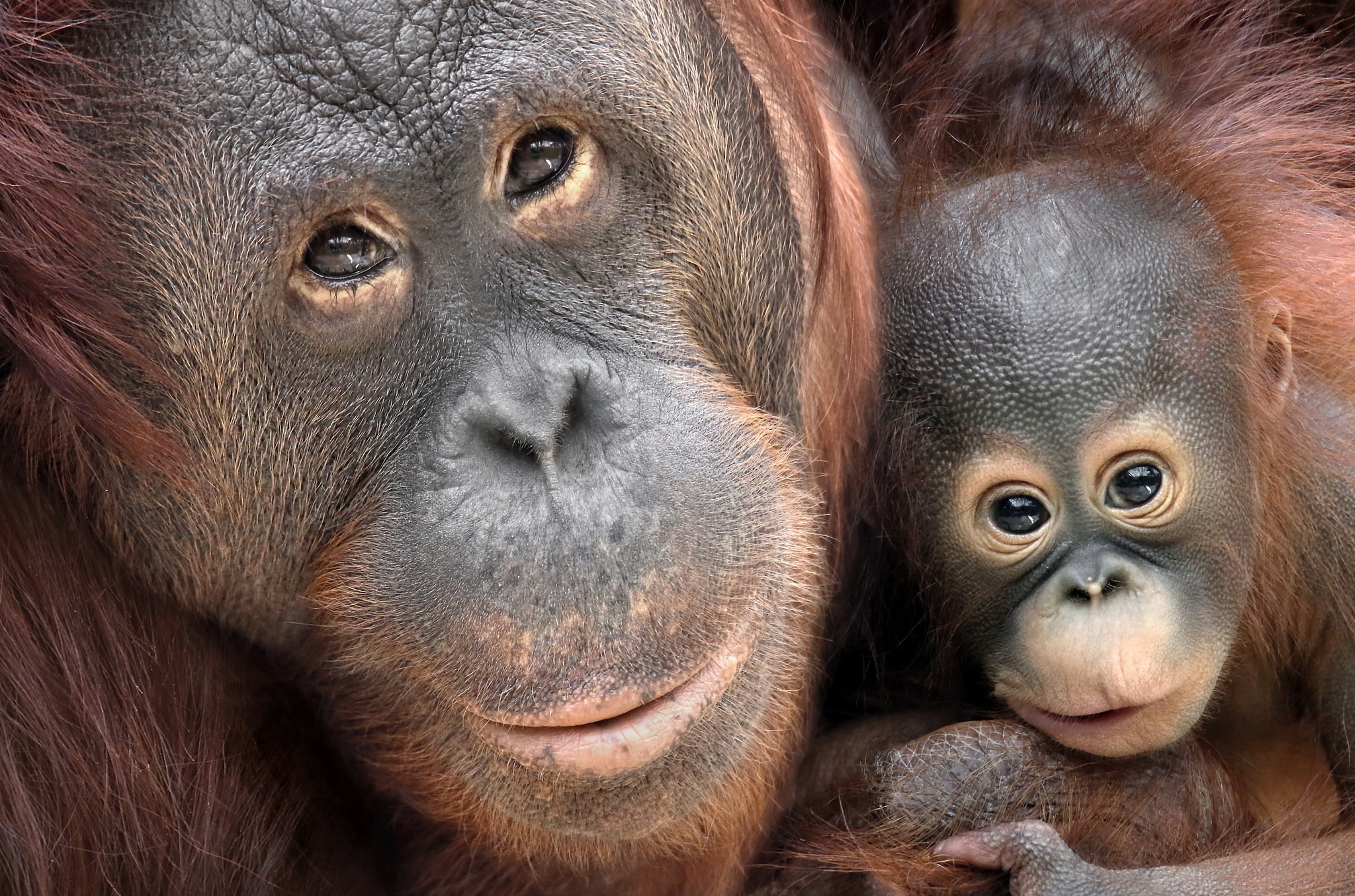 Free download wallpaper Monkeys, Monkey, Animal, Primate, Orangutan, Baby Animal on your PC desktop